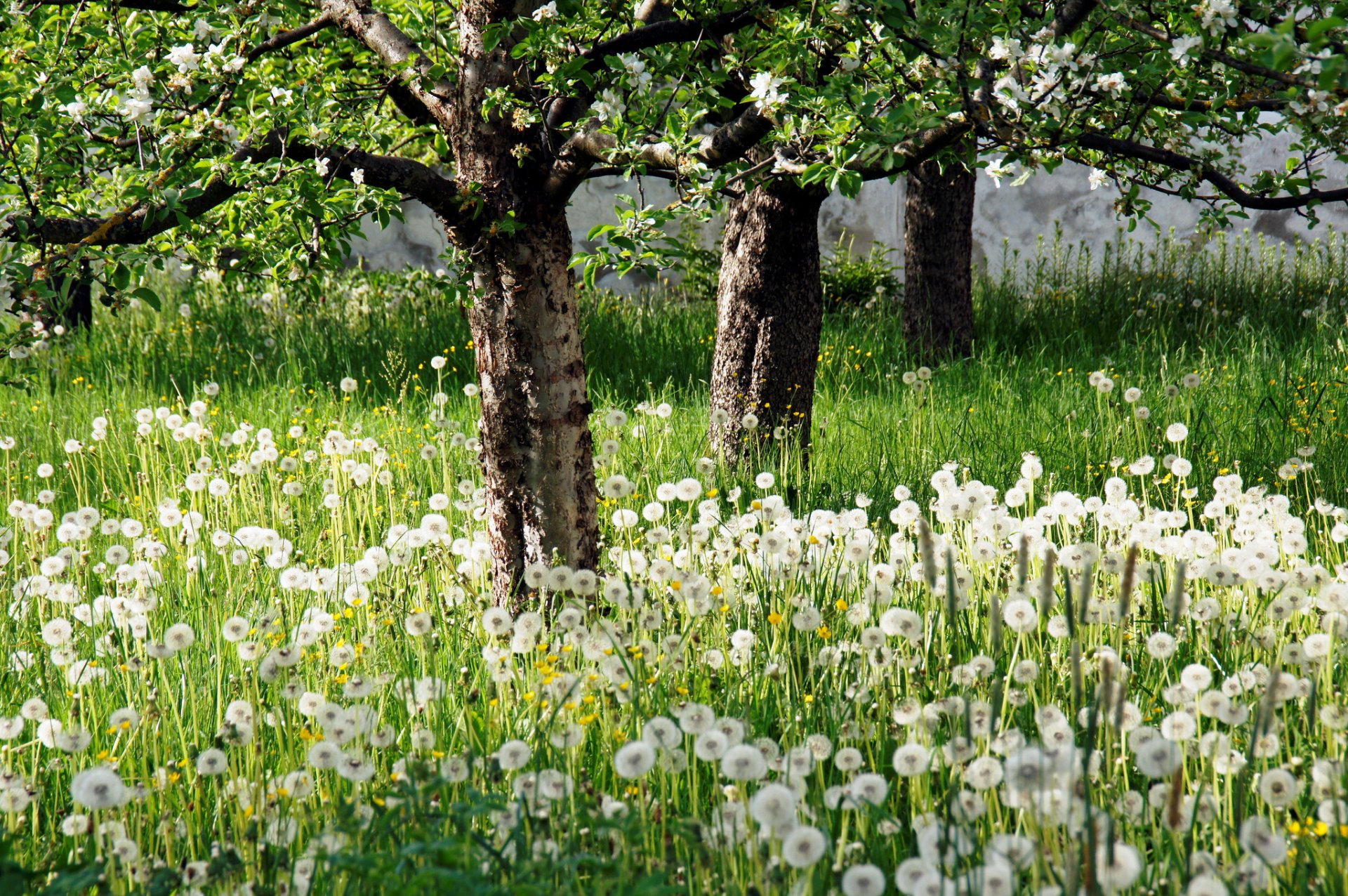 giardino alberi denti di leone natura