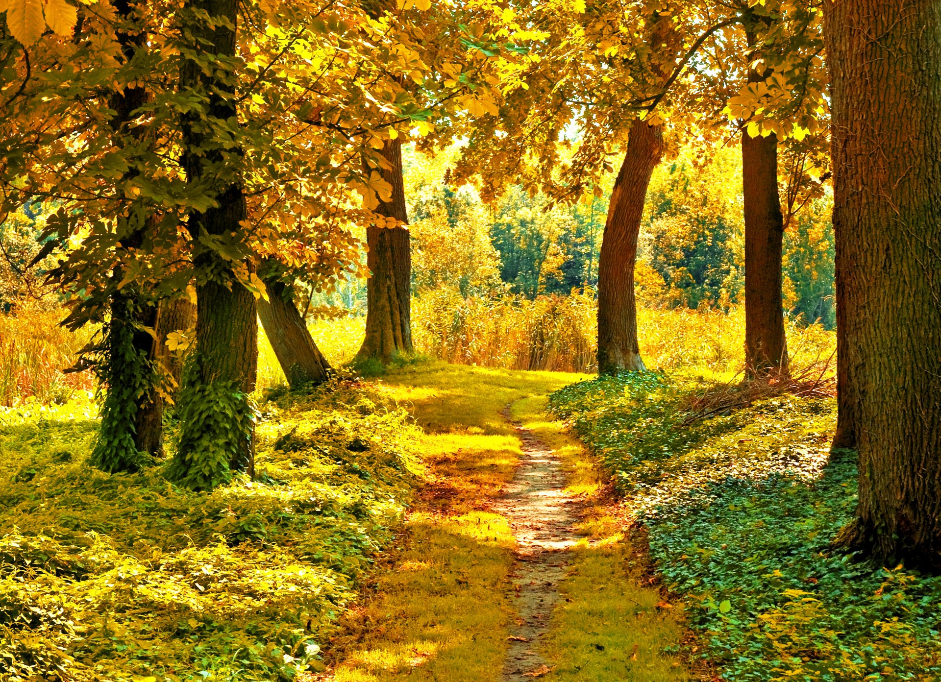 autumn sun path tree leaves green yellow grass branches forest nature