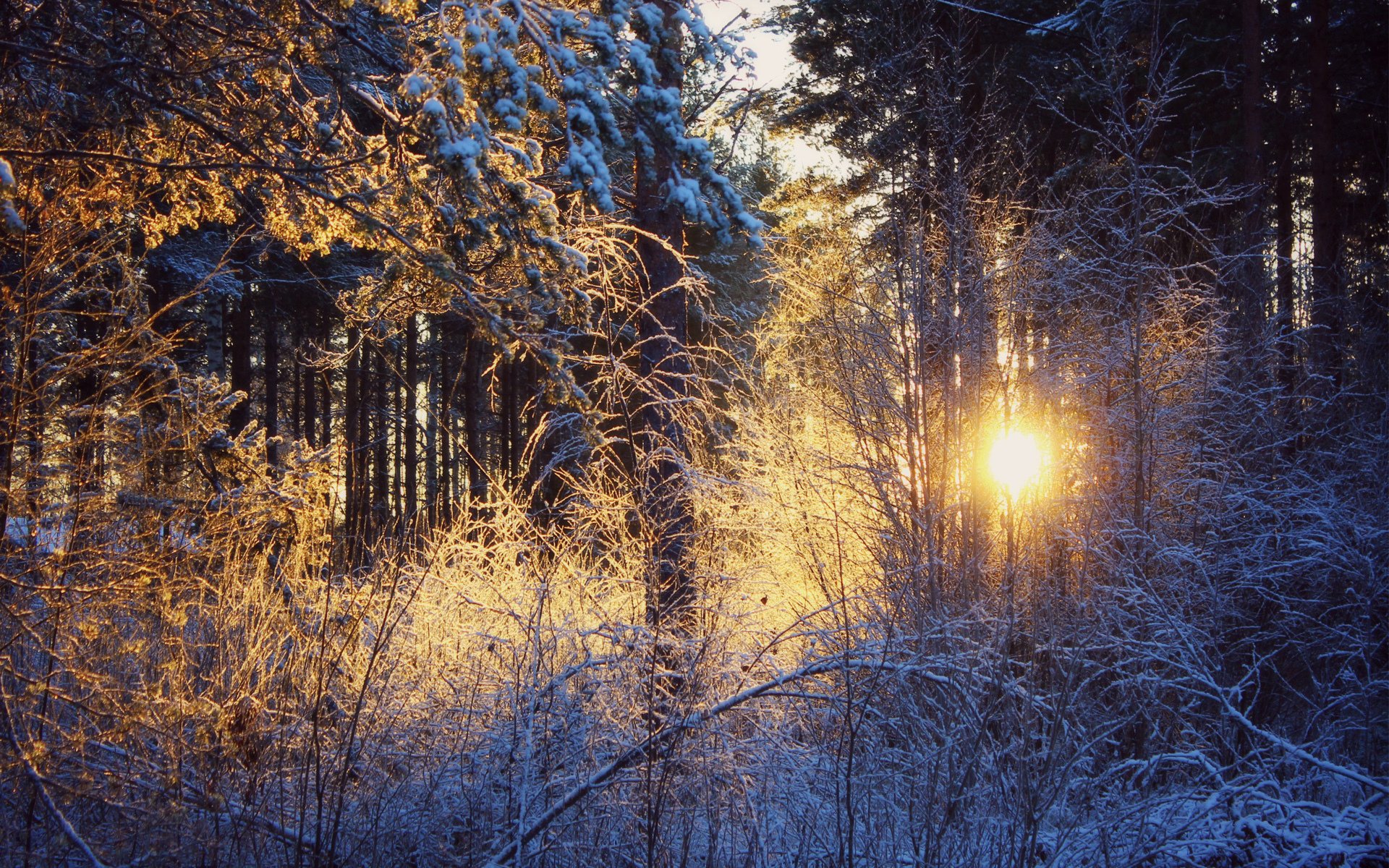 winter schnee wald sonnenuntergang sonne