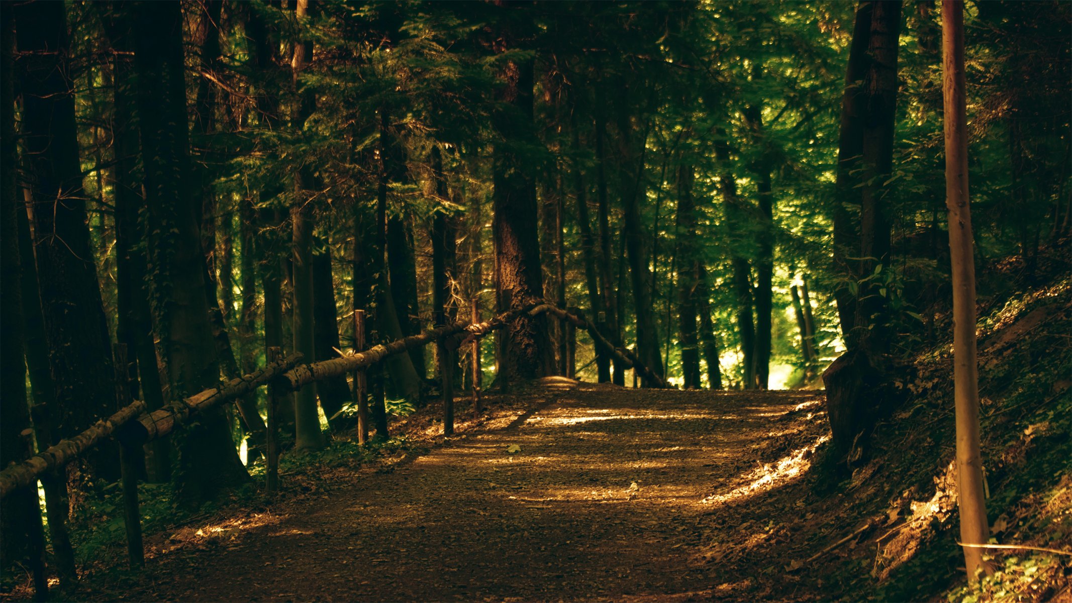 forêt arbres sentier parc