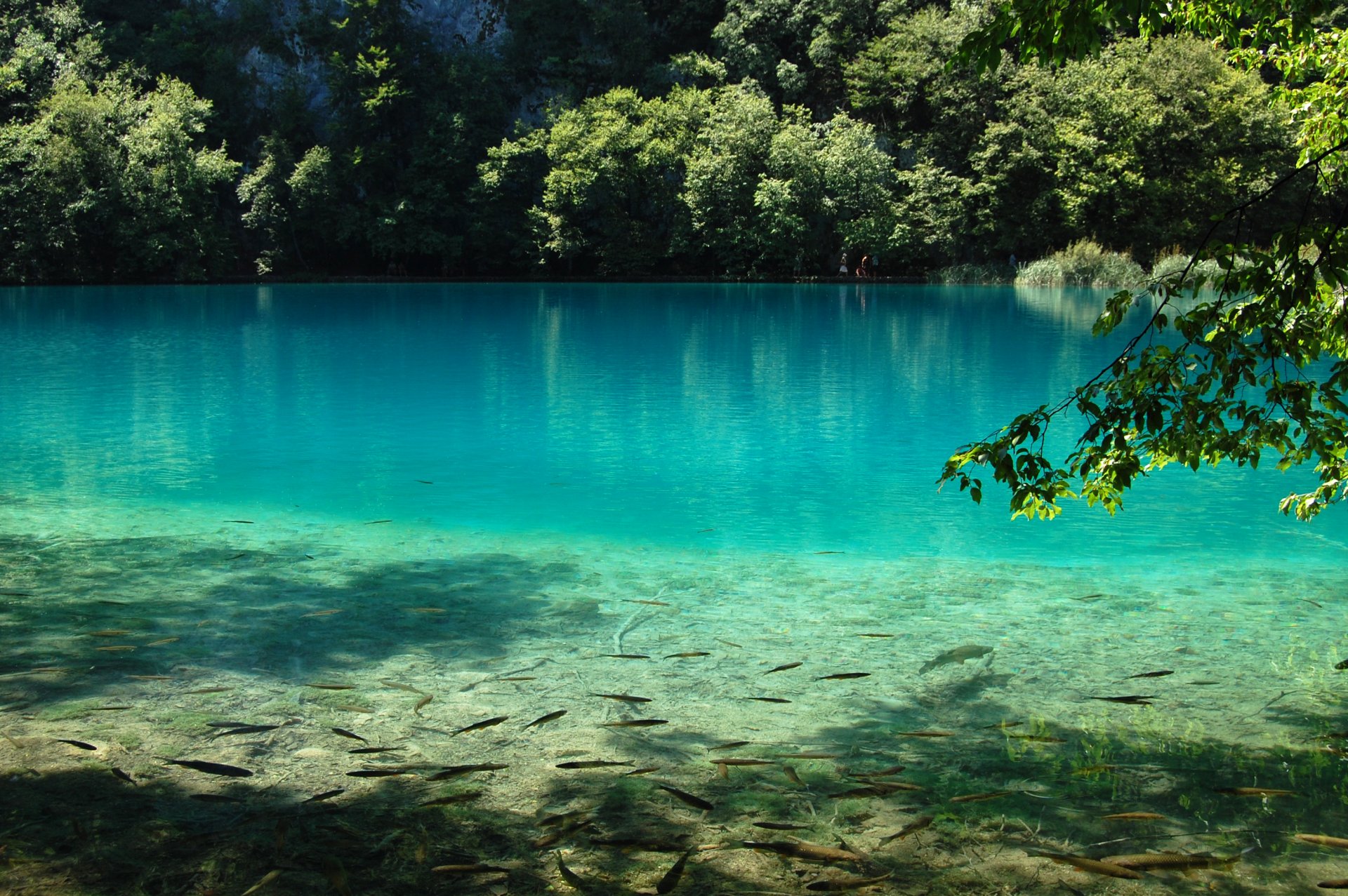 lac eau bleu poissons nature lacs de plitvice