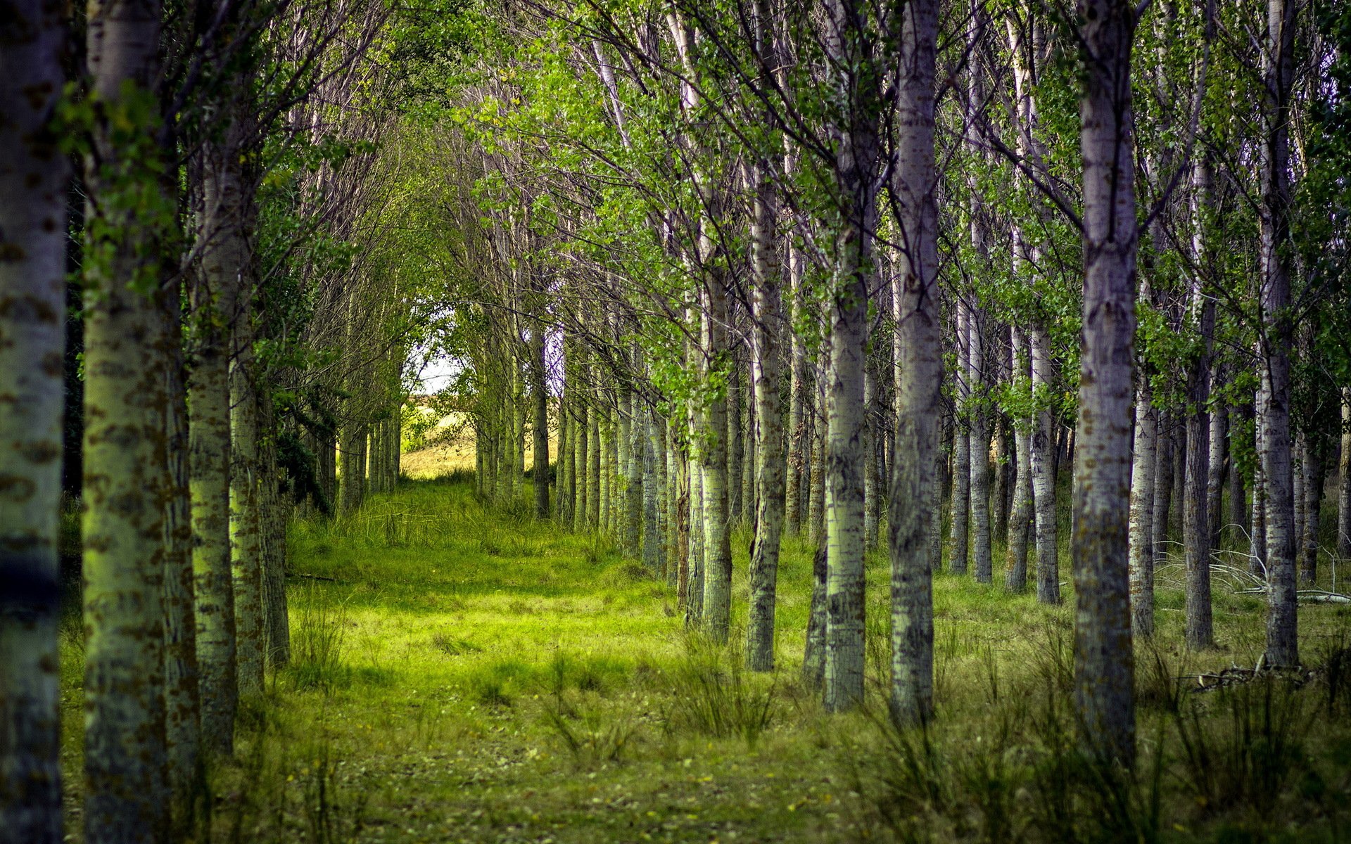 forêt arbres été nature