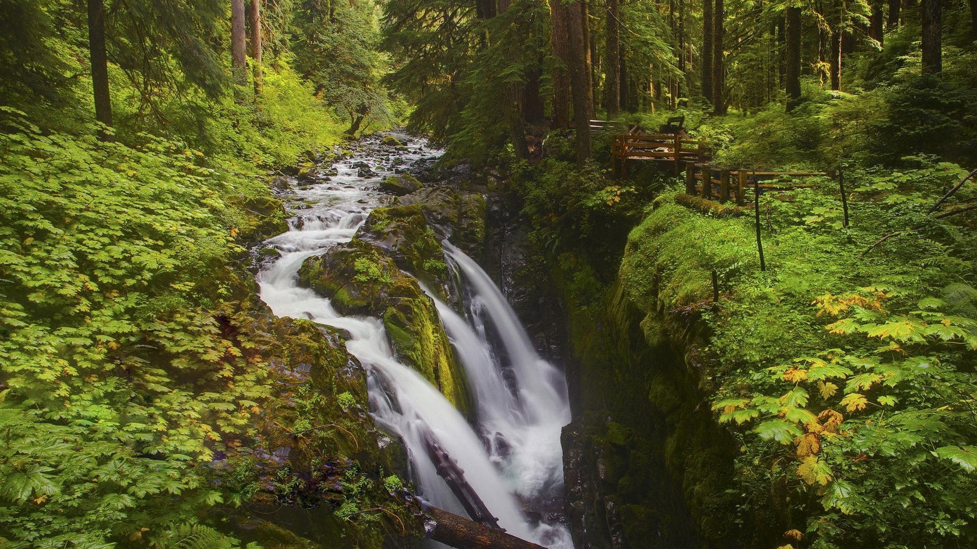 naturaleza bosque río vegetación