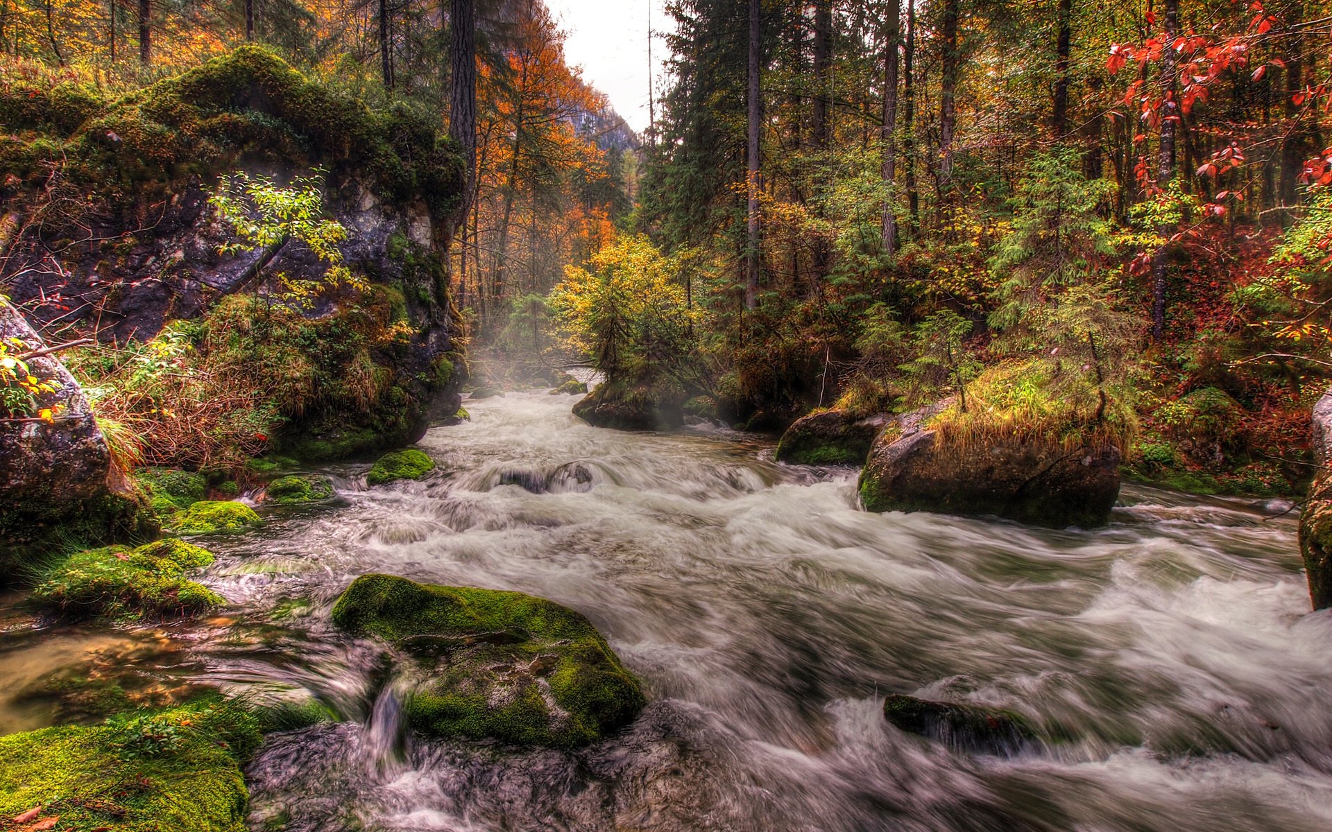 foresta fiume flusso pietre muschio alberi autunno