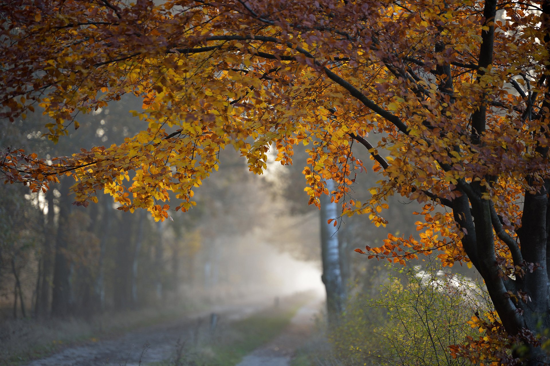 nature autumn tree foliage morning