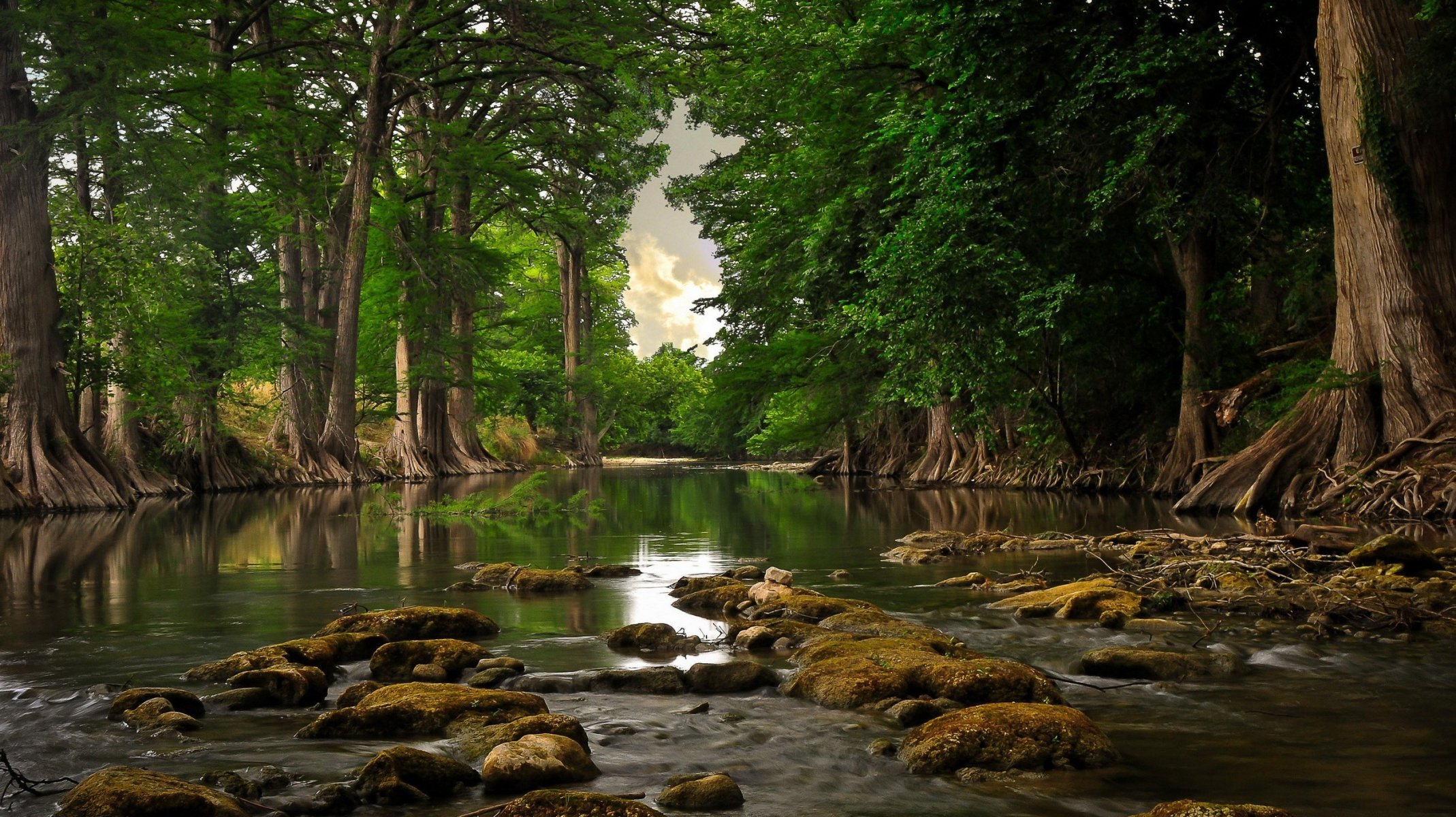 rivière arbres forêt eau jour racines