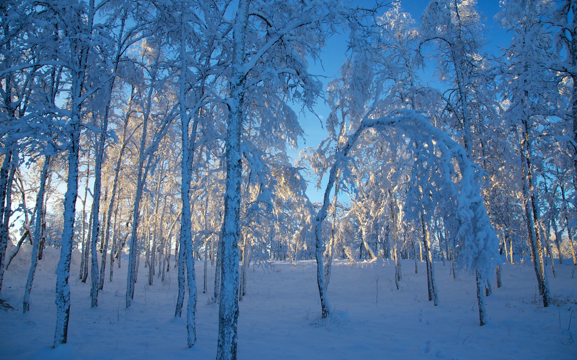 suède hiver neige arbres