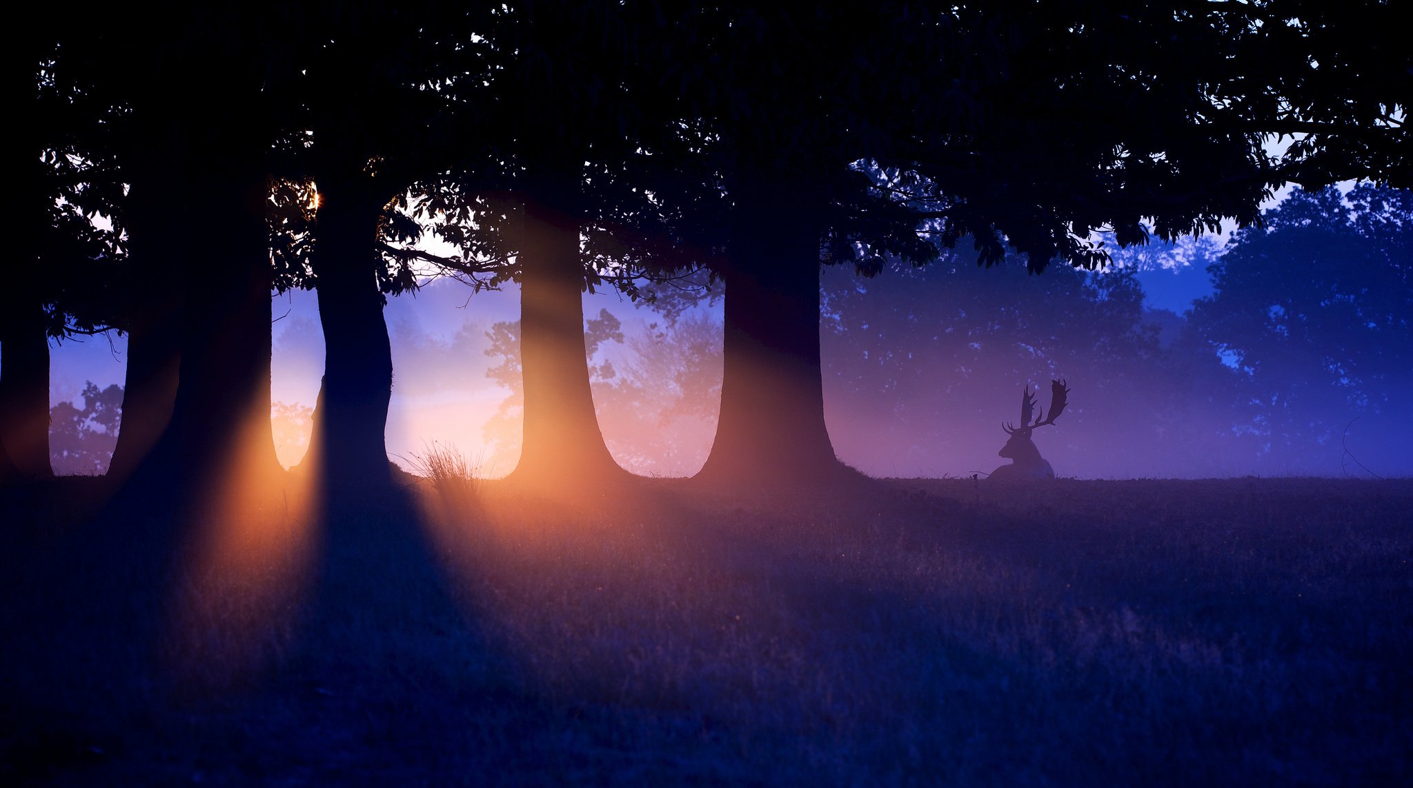 sonnenuntergang wald hirsch natur