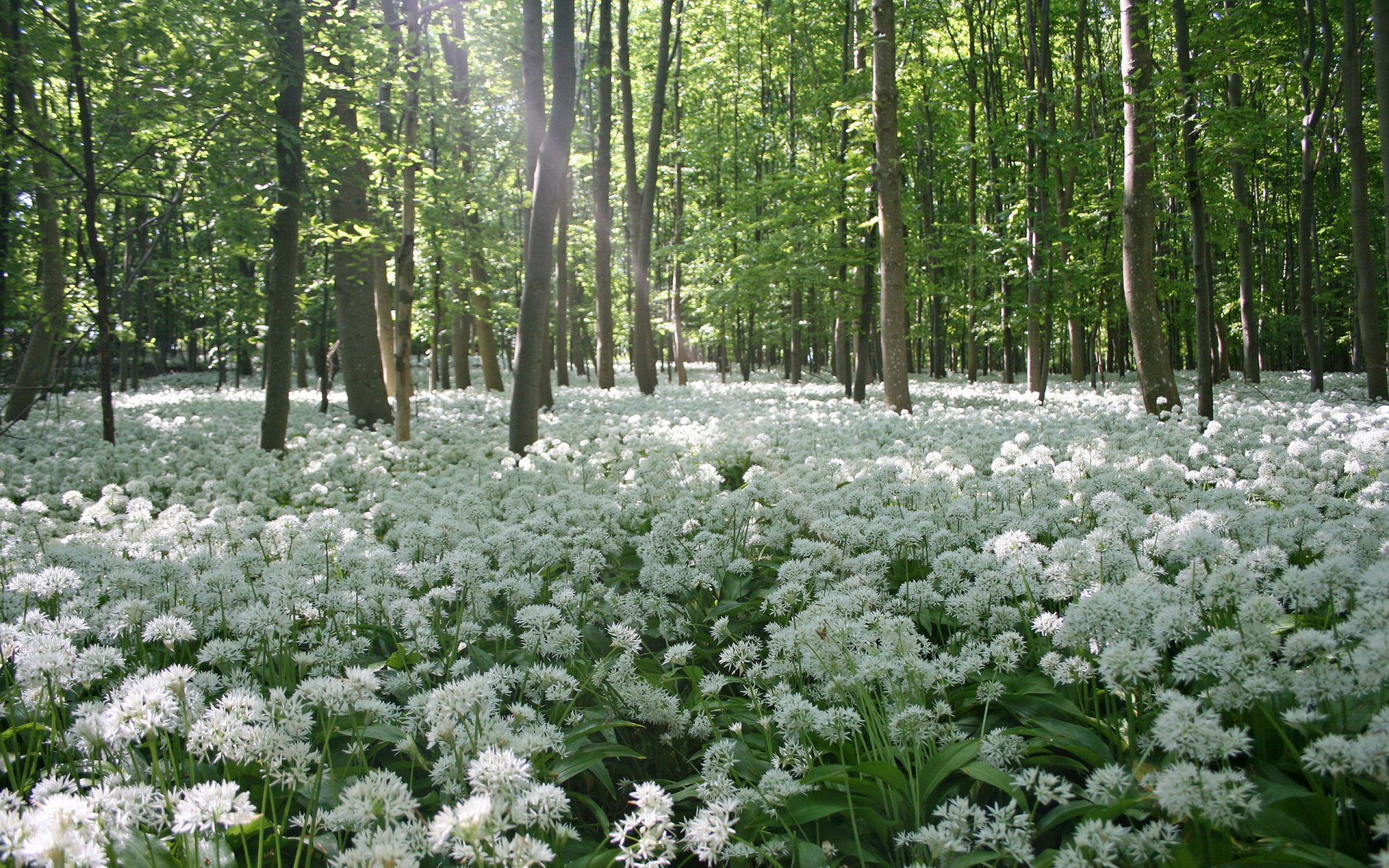 flores árboles primavera naturaleza