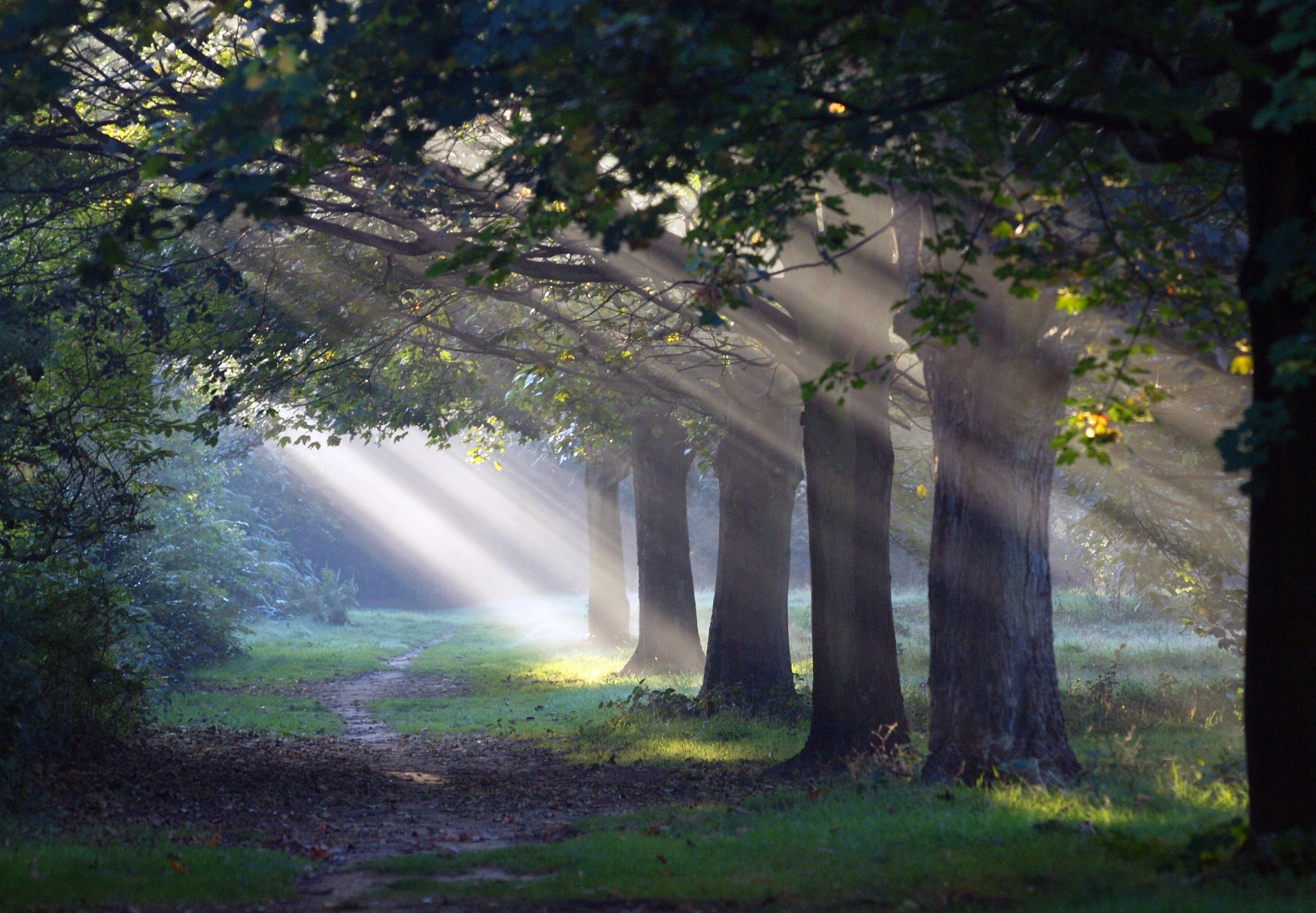 bosque sendero luz naturaleza sol de la mañana