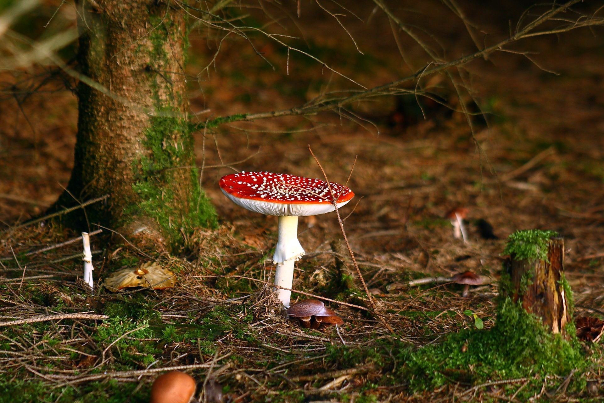 bosque árboles follaje otoño setas macro rojo sombrero musgo