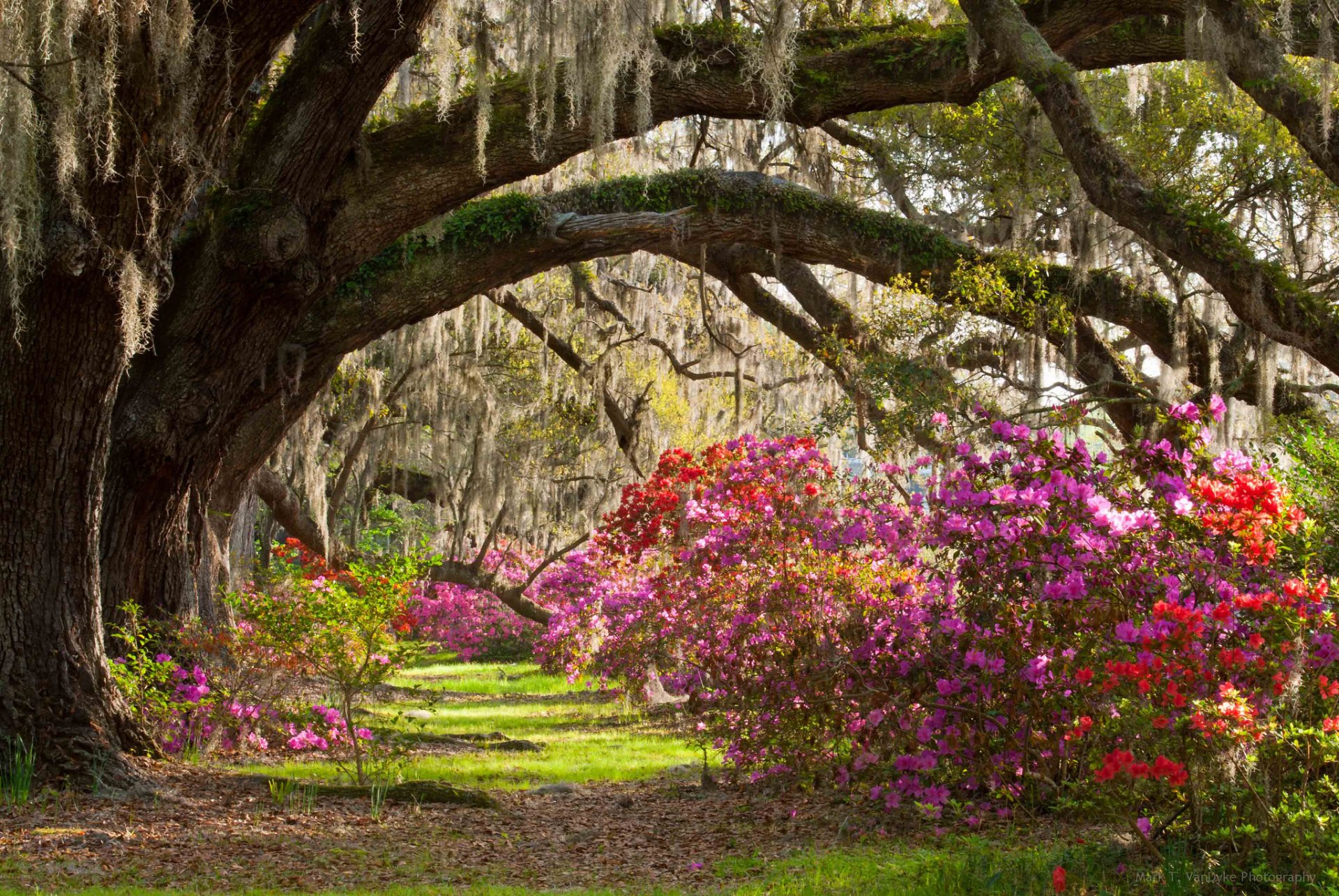 charleston & ogrody park drzewa krzewy