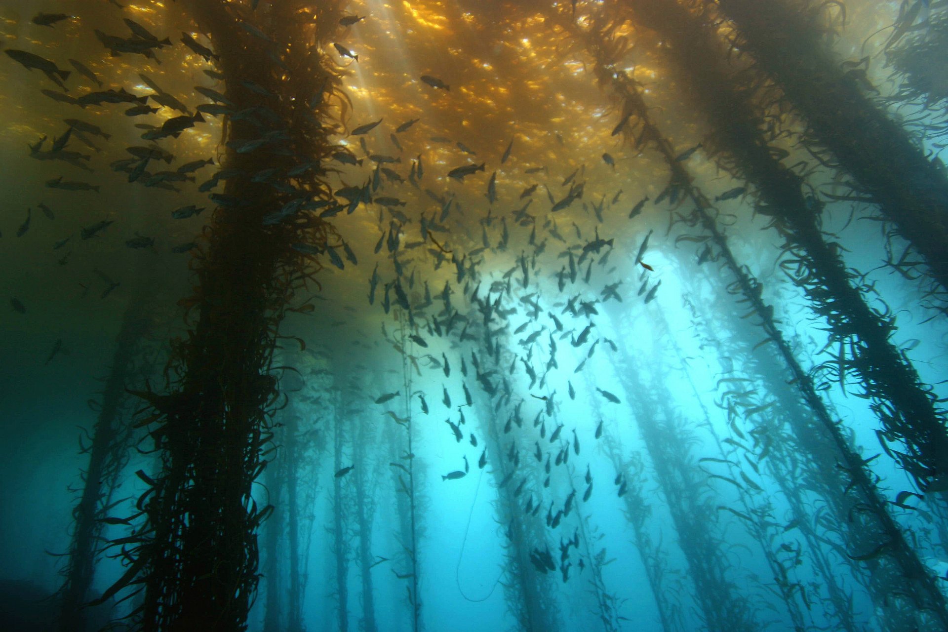 водоросли рыбы море