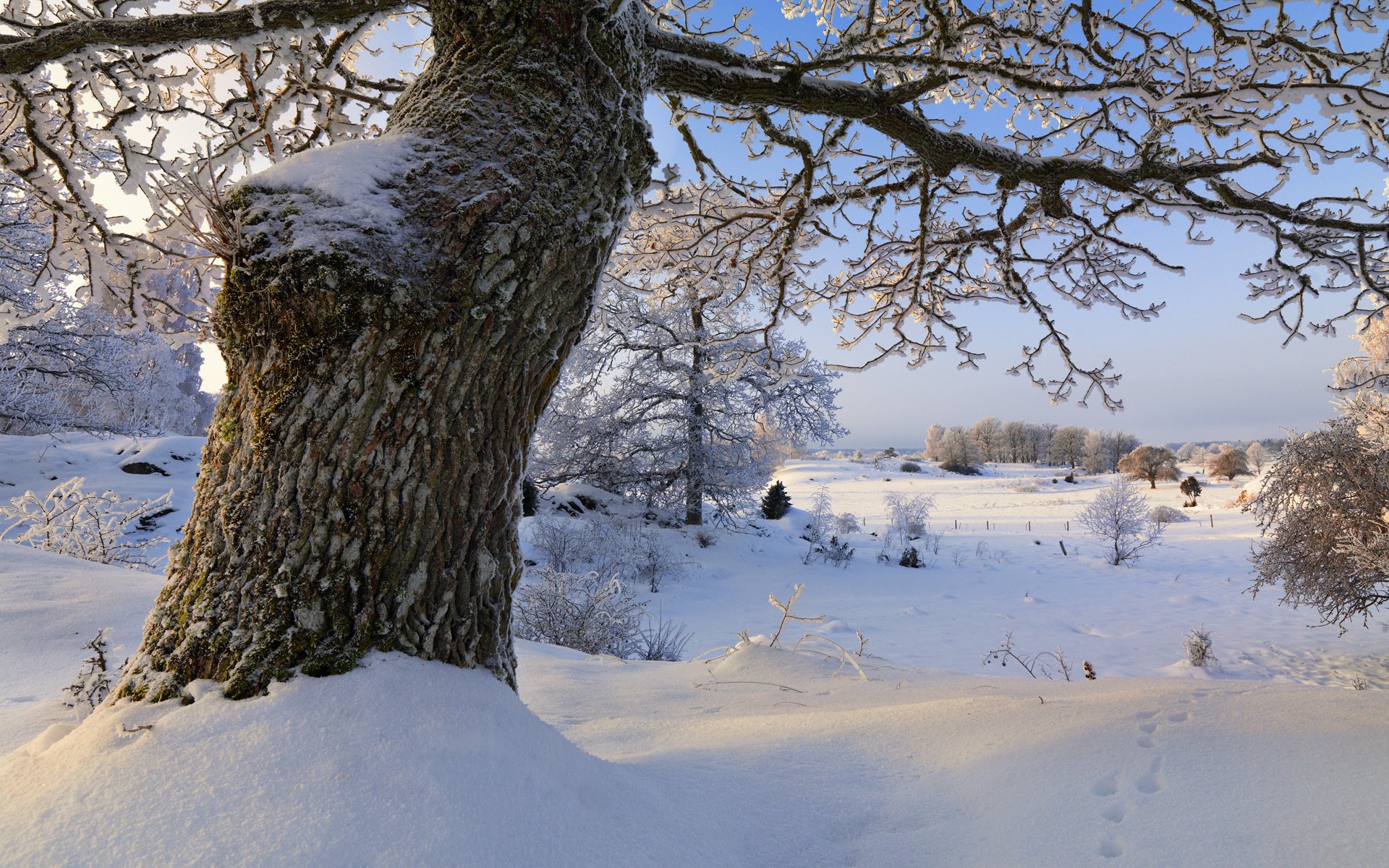 vagnhärad södermanland sweden winter snow tree