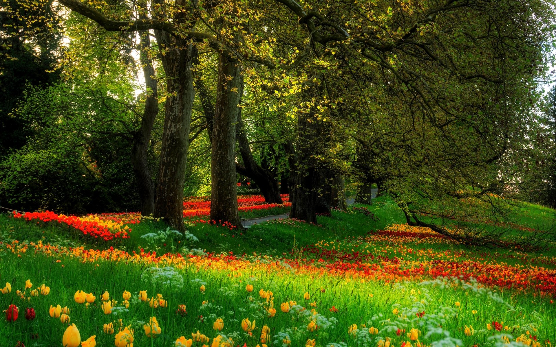 parco alberi erba fiori natura