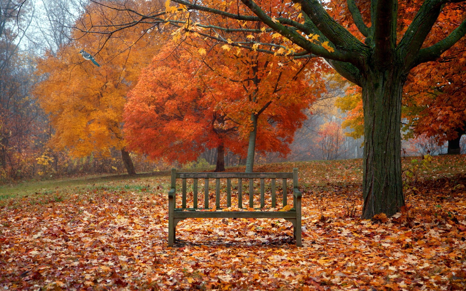 banc feuilles automne oiseau nature