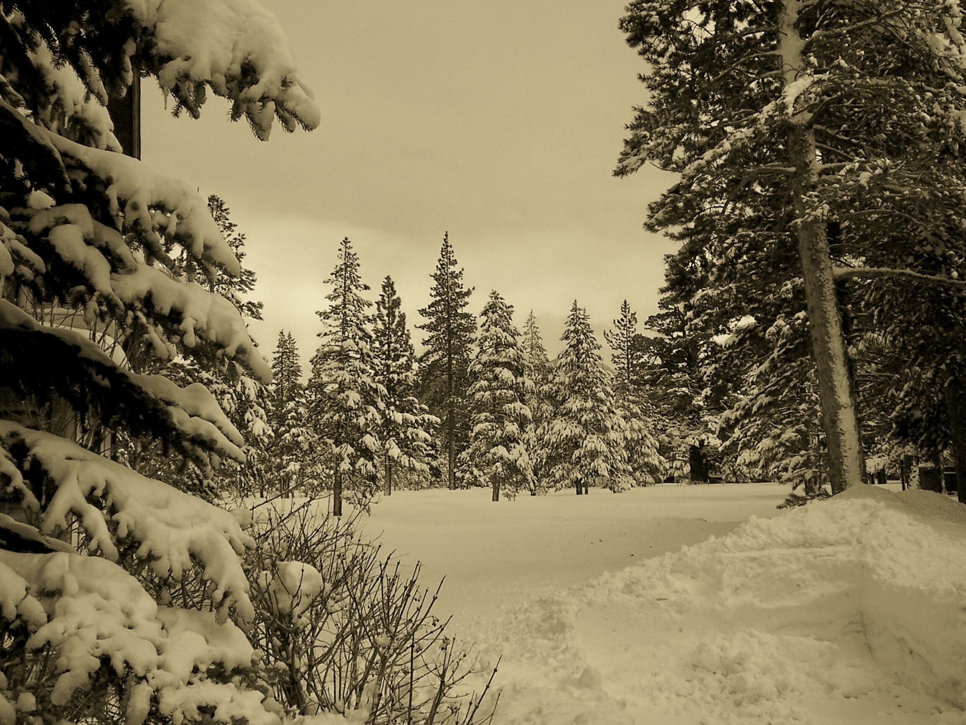 zima las śnieg natura zima sepia