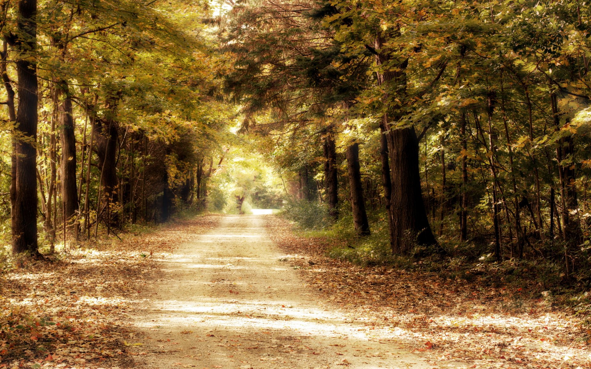 strada foresta alberi natura