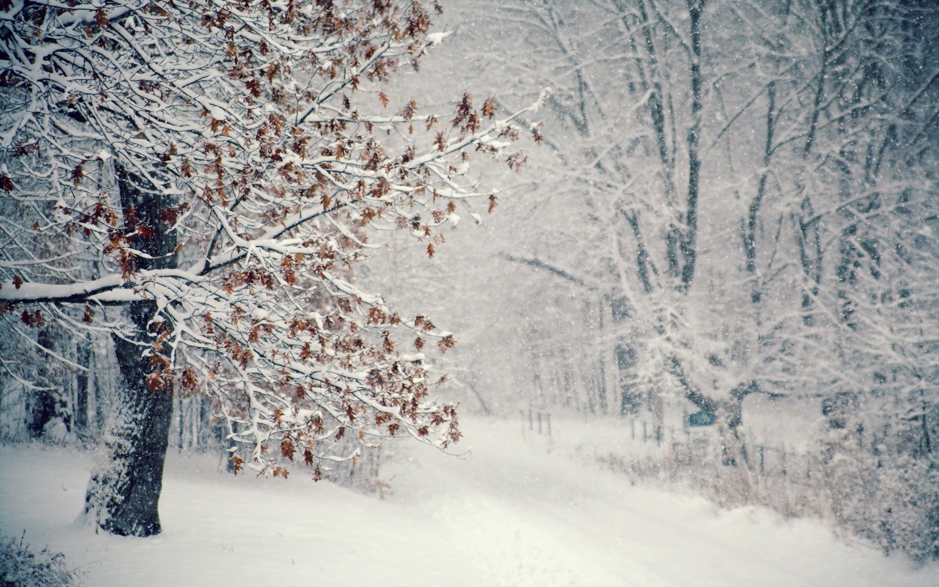 hiver arbre neige blizzard