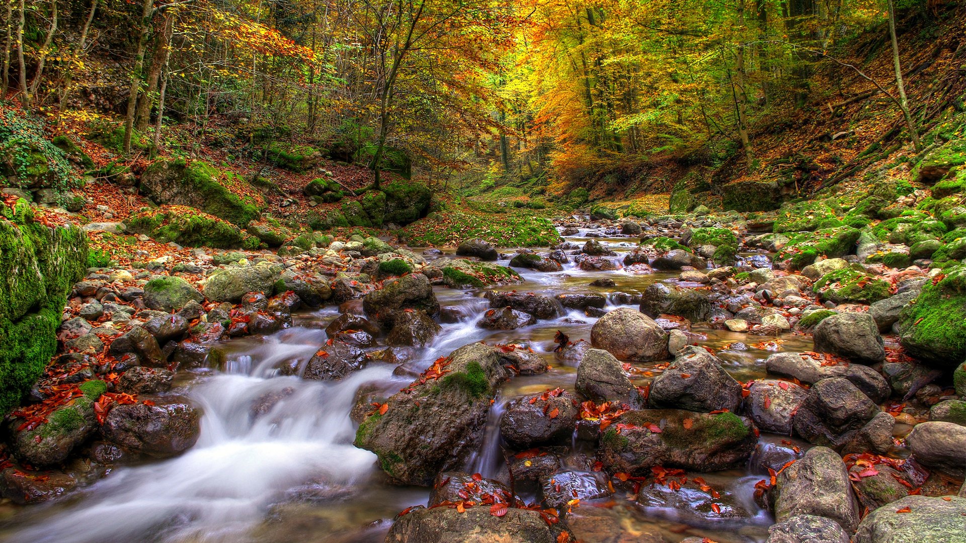 natura kamienie las drzewa liście jesień woda rzeka