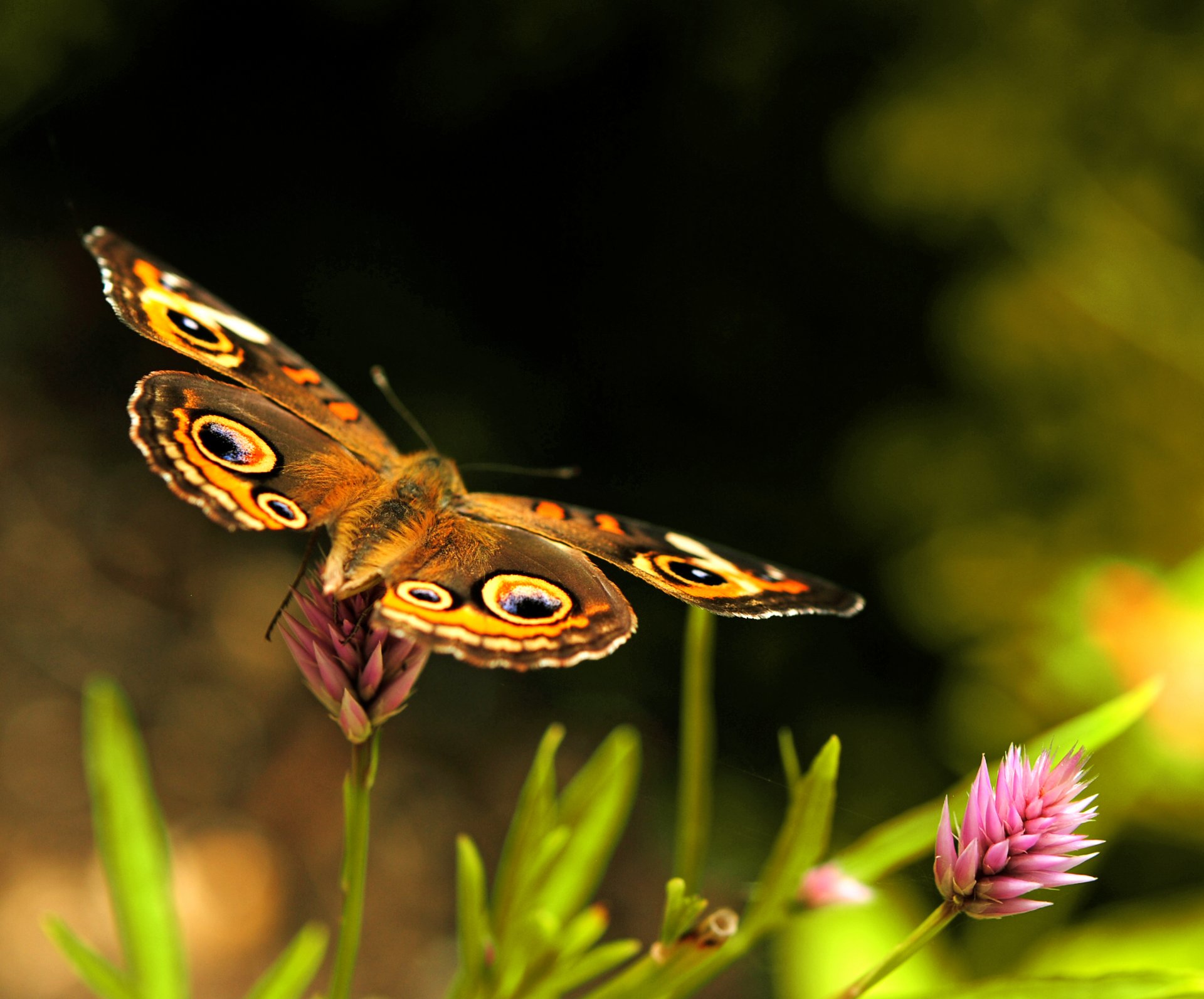 mariposa alas trébol marrón rosa