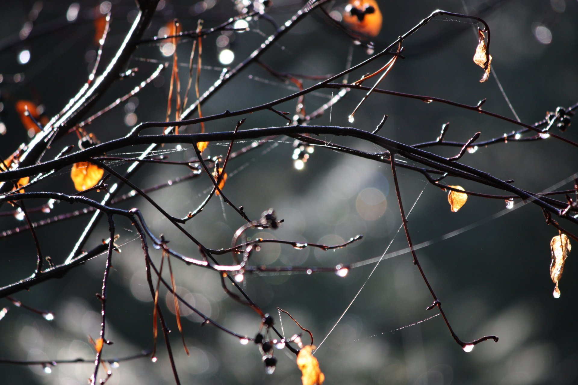 golden autumn rain drops branches yellow leave