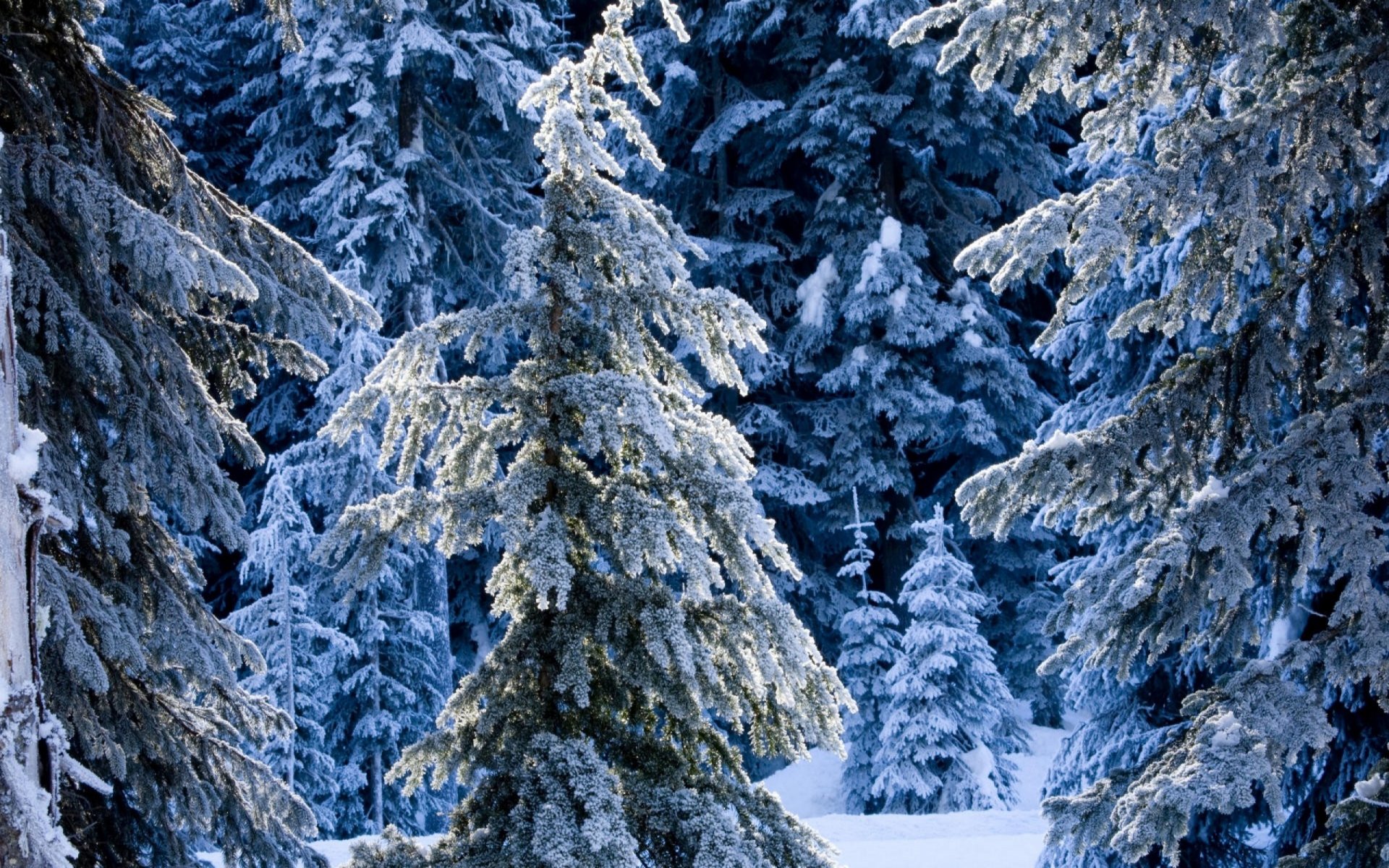 fabelhaft winter wald fichte winter schnee drifts