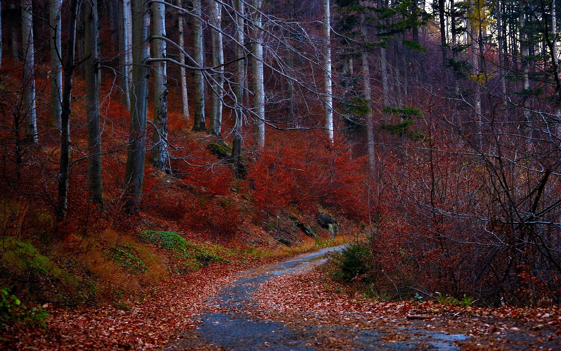 route automne forêt feuilles rouges arbres