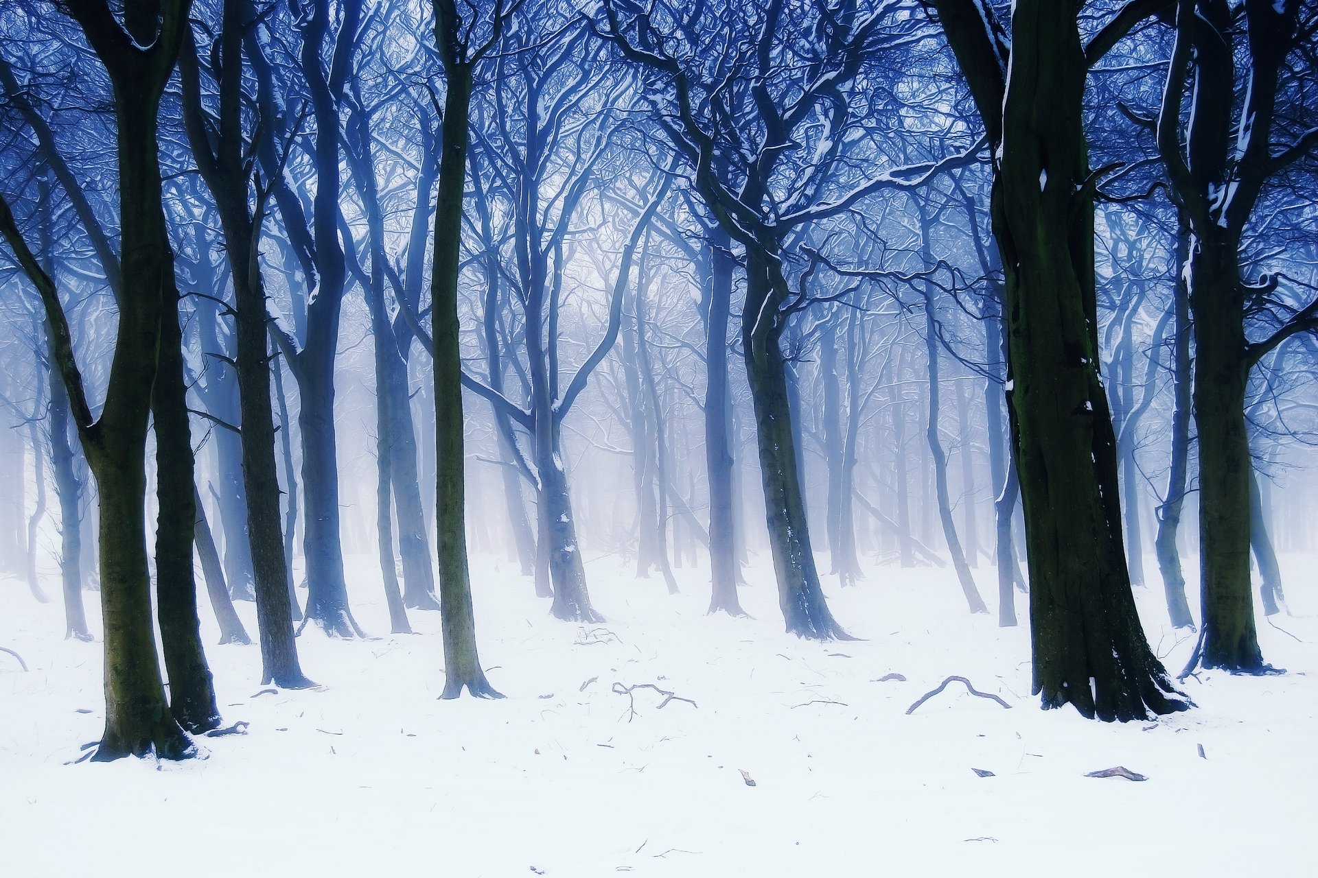 natura inverno foresta nebbia alberi rami neve