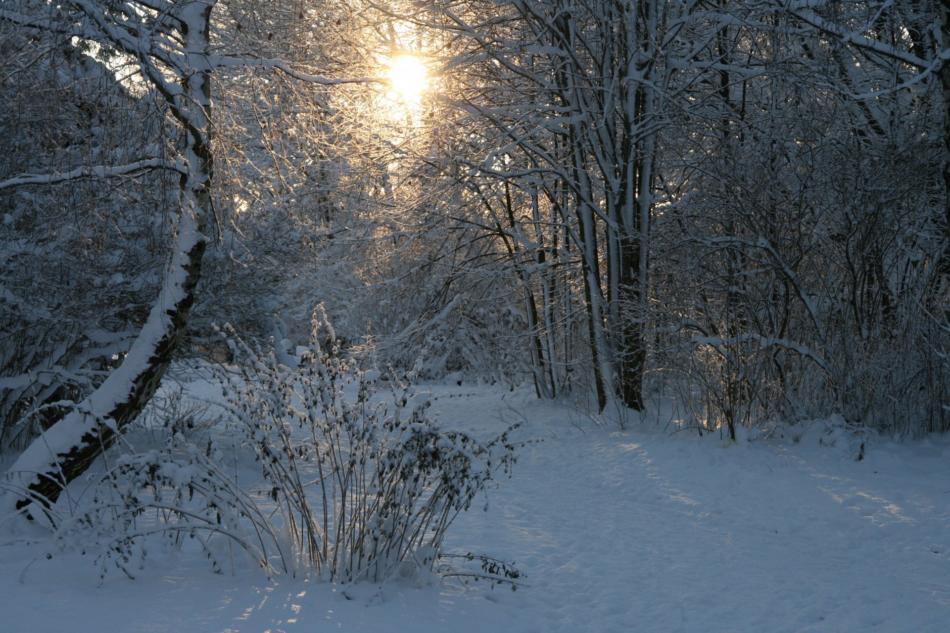 hiver forêt soleil neige