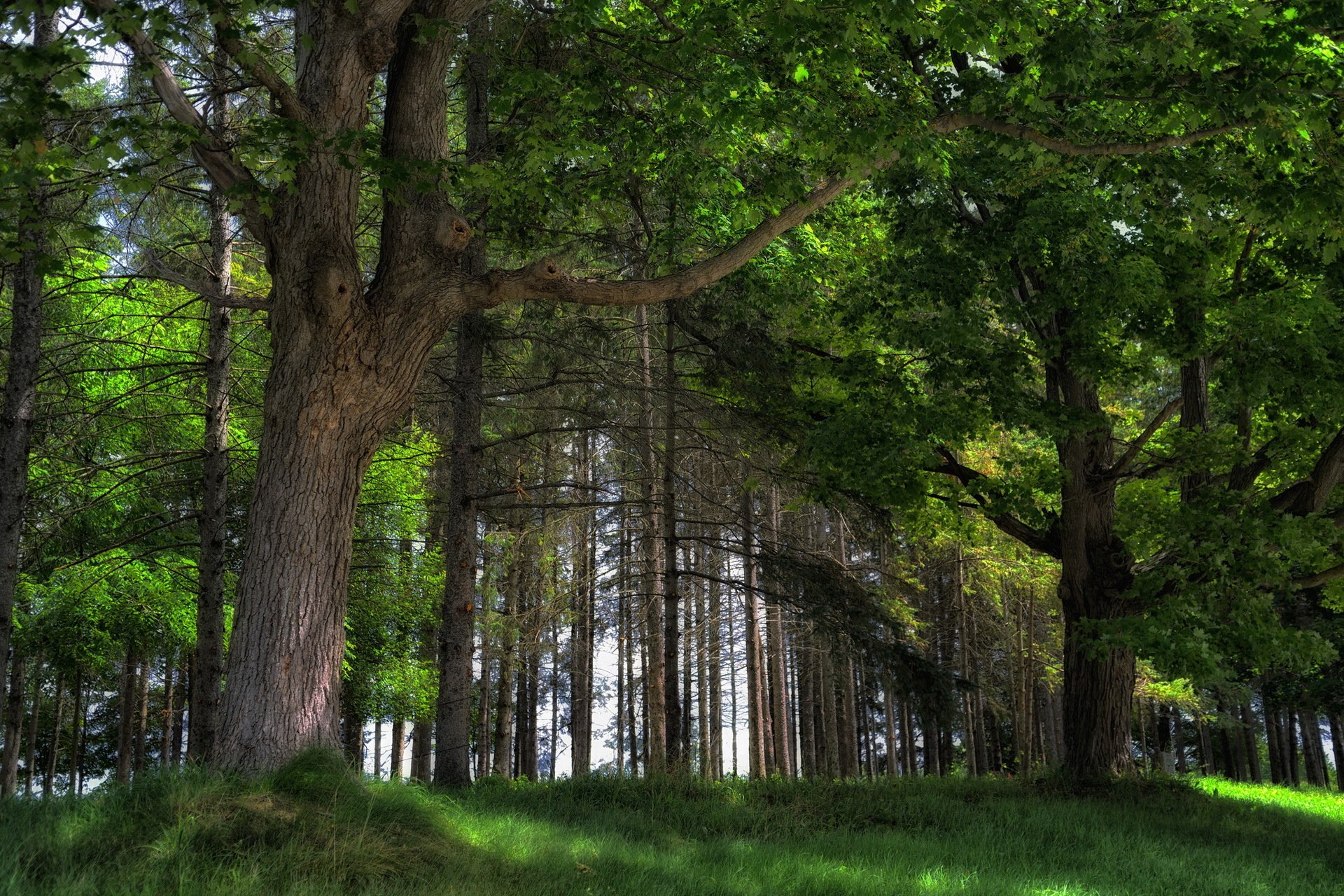 verano bosque naturaleza