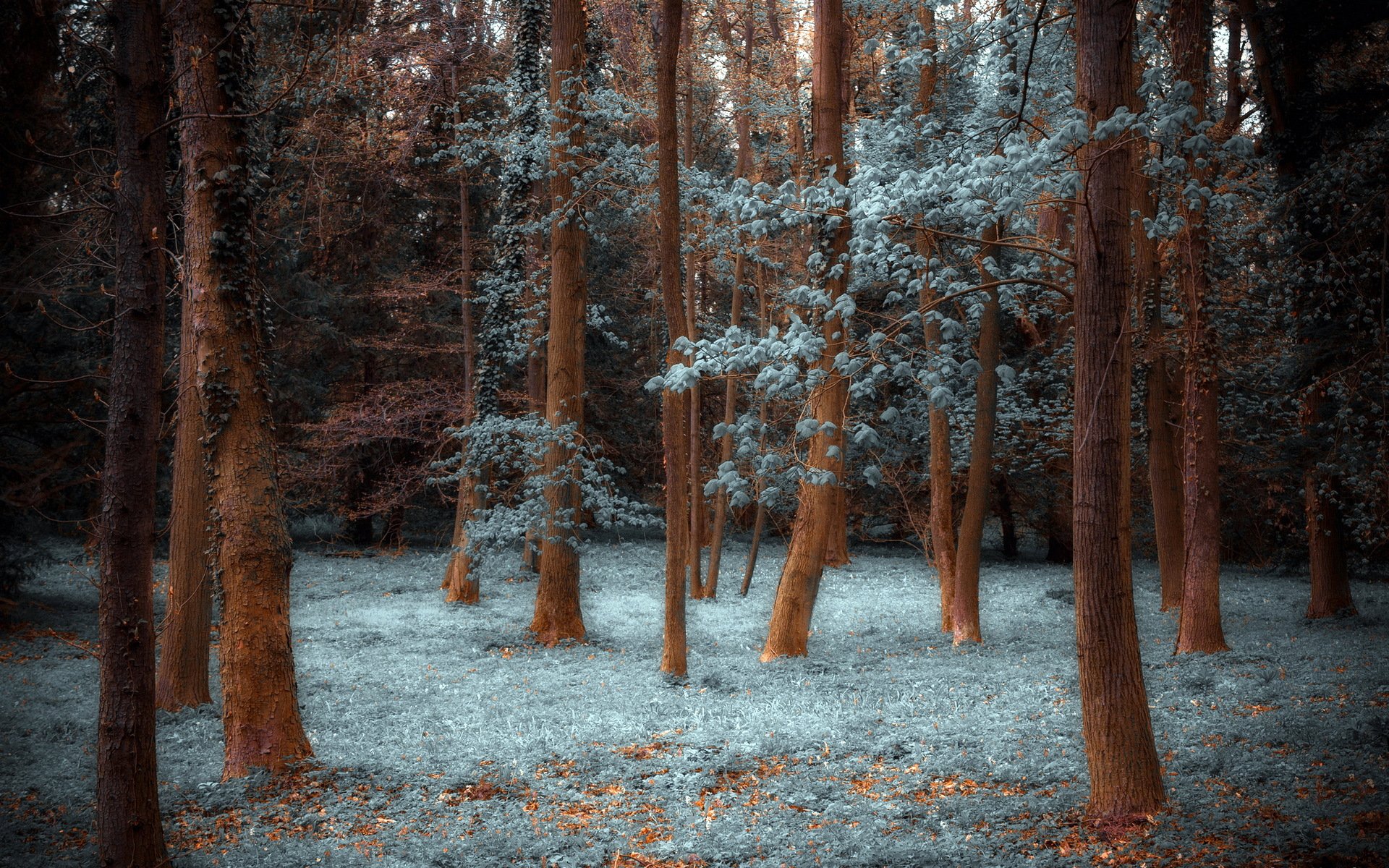 foresta natura alberi