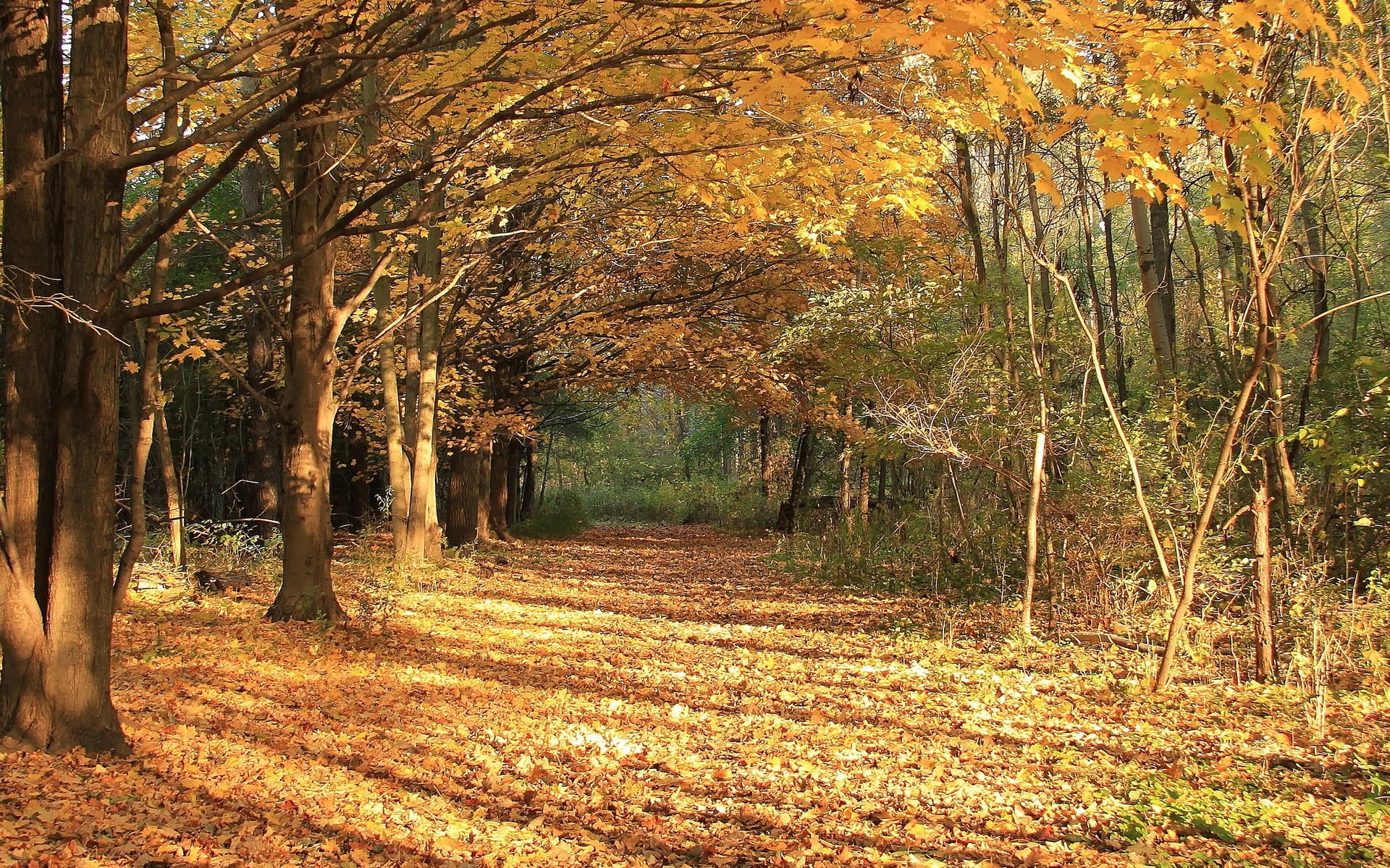 autumn leaves nature