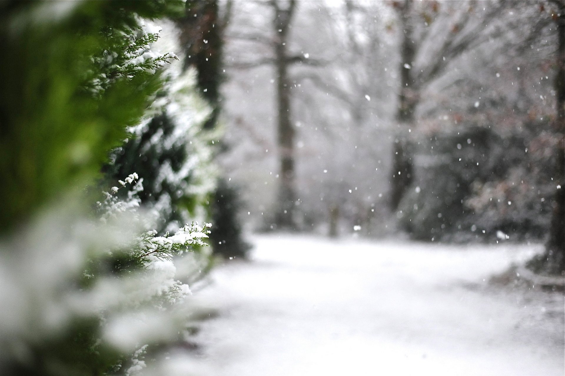 makro natur winter schnee thuja