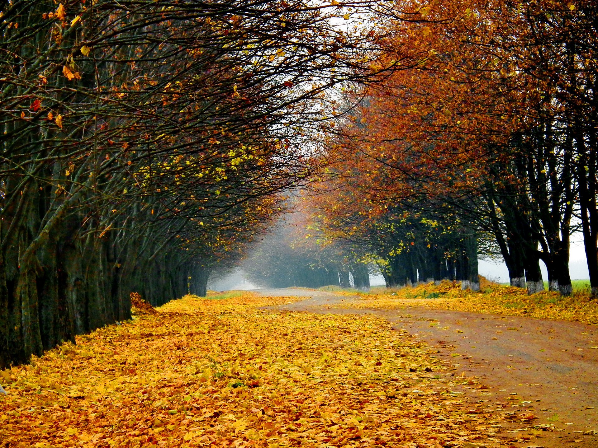 natur landschaft bäume wald straße herbst blätter