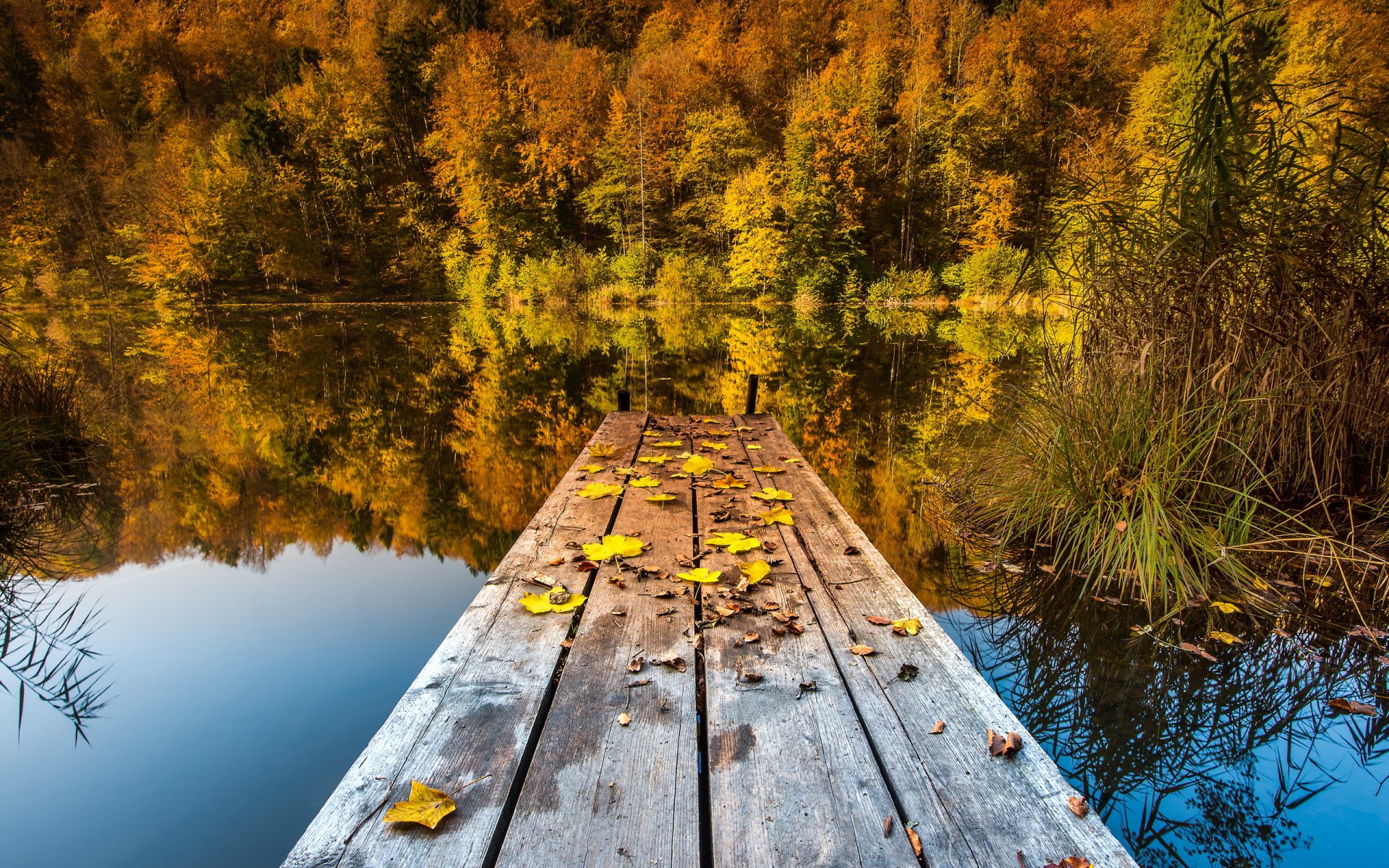 see brücke blätter herbst natur