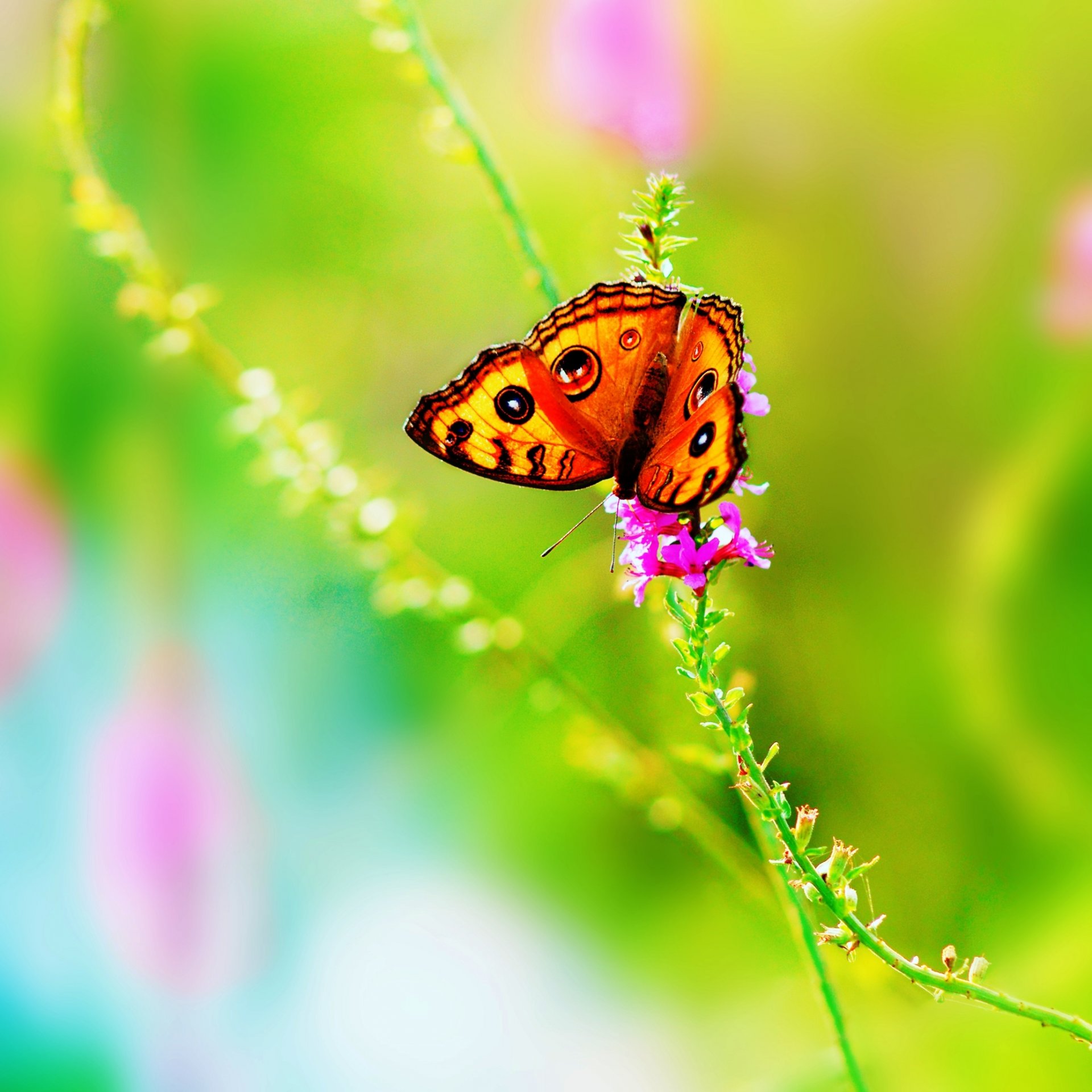 mariposa flor verano naturaleza insecto colores brillante