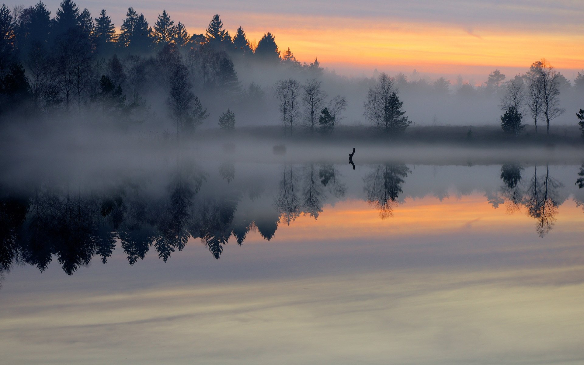 foresta nebbia lago stagno superficie liscia mattina alba