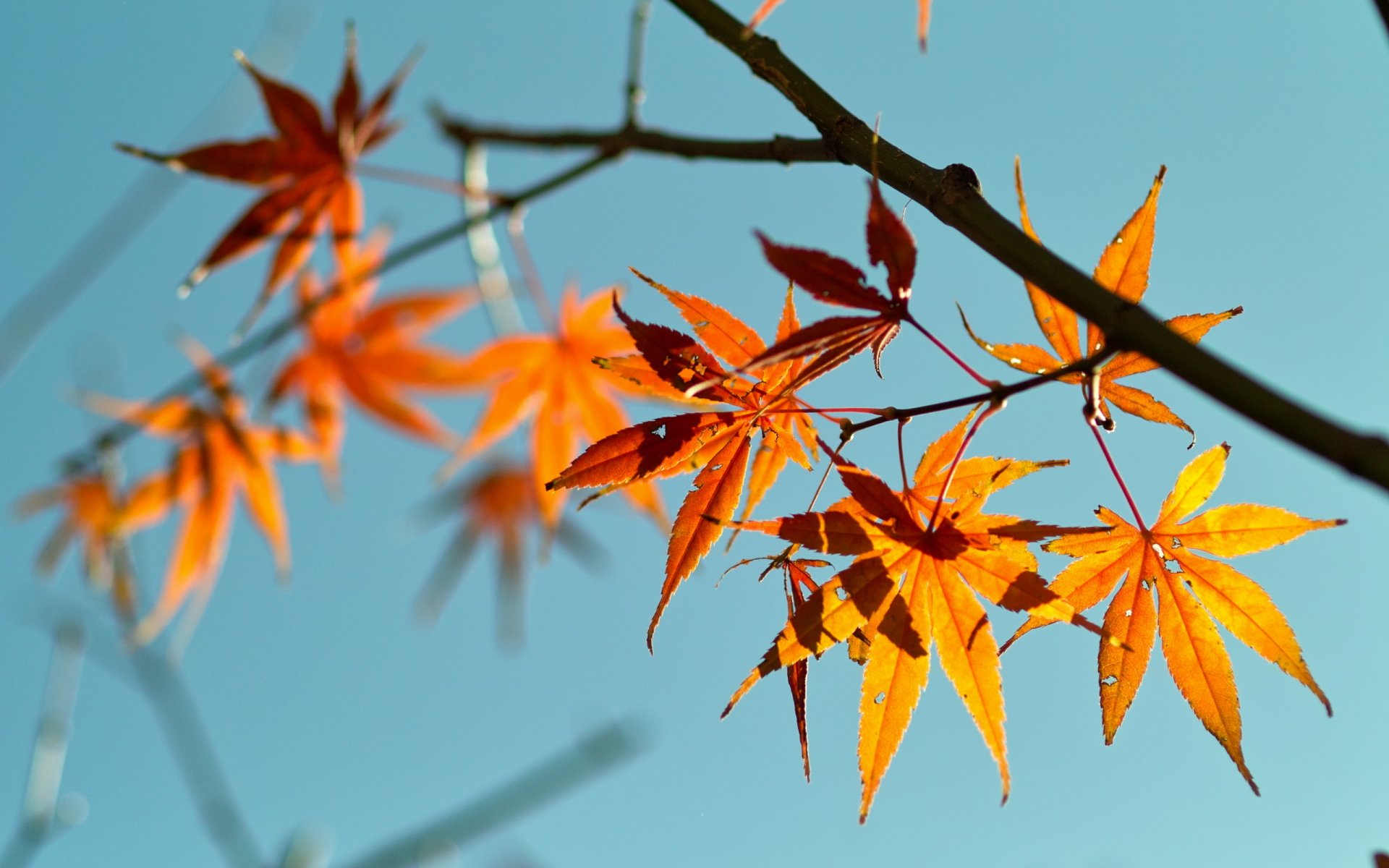 blätter zweig natur hintergrund