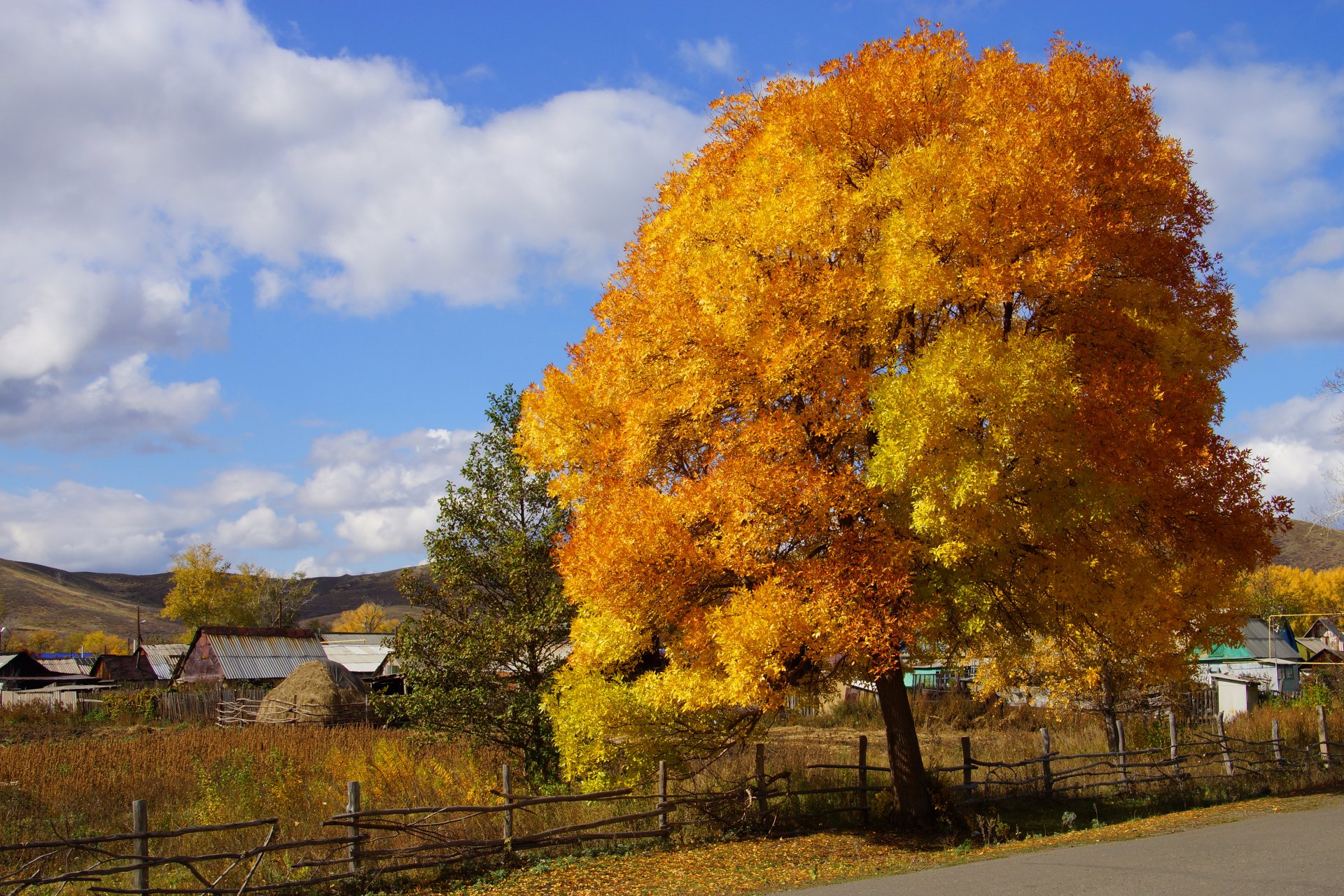 nature autumn village tree paint