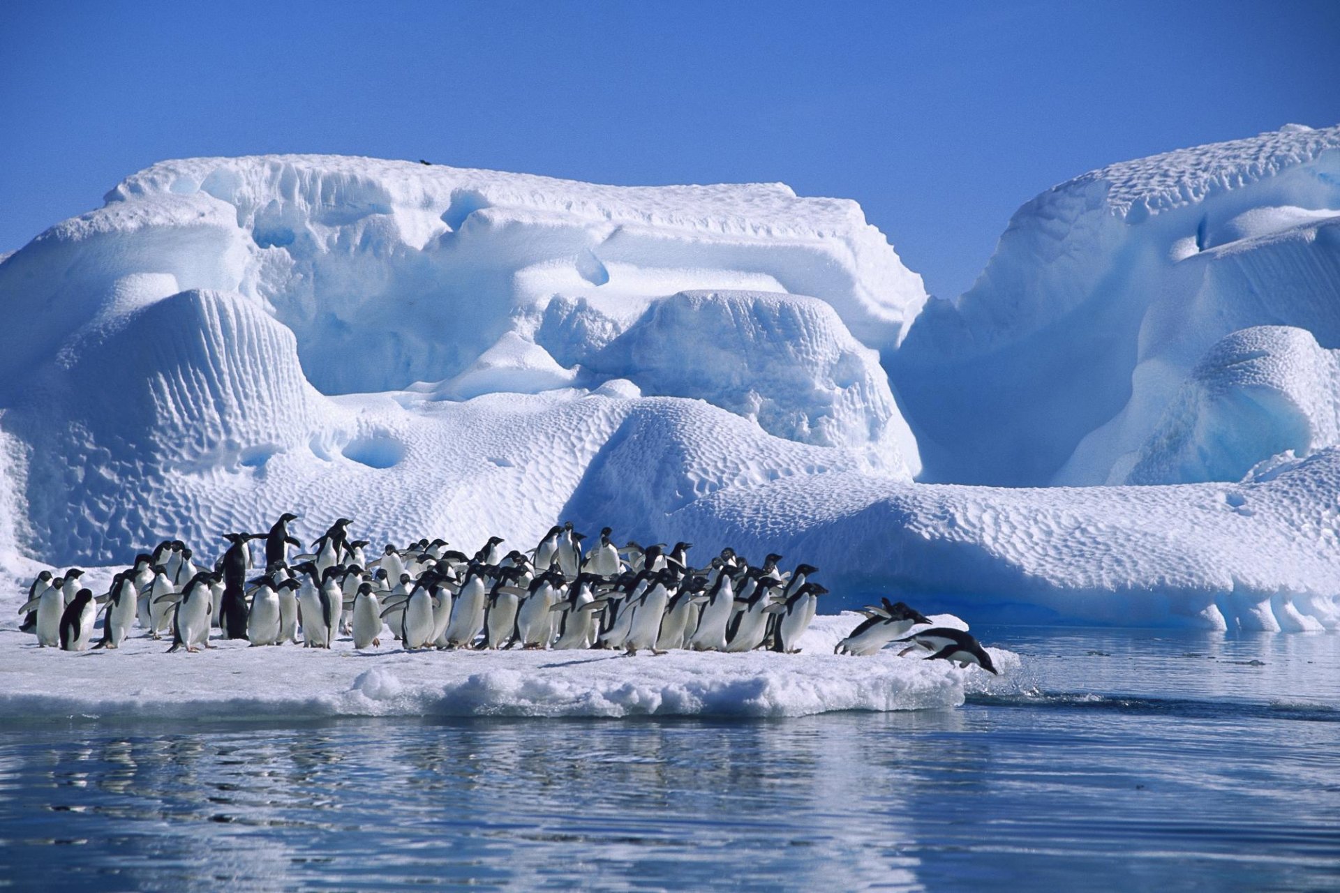 pingouin adélie antarctique mer glace