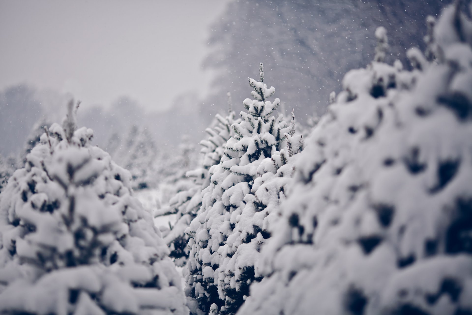 natur schnee winter