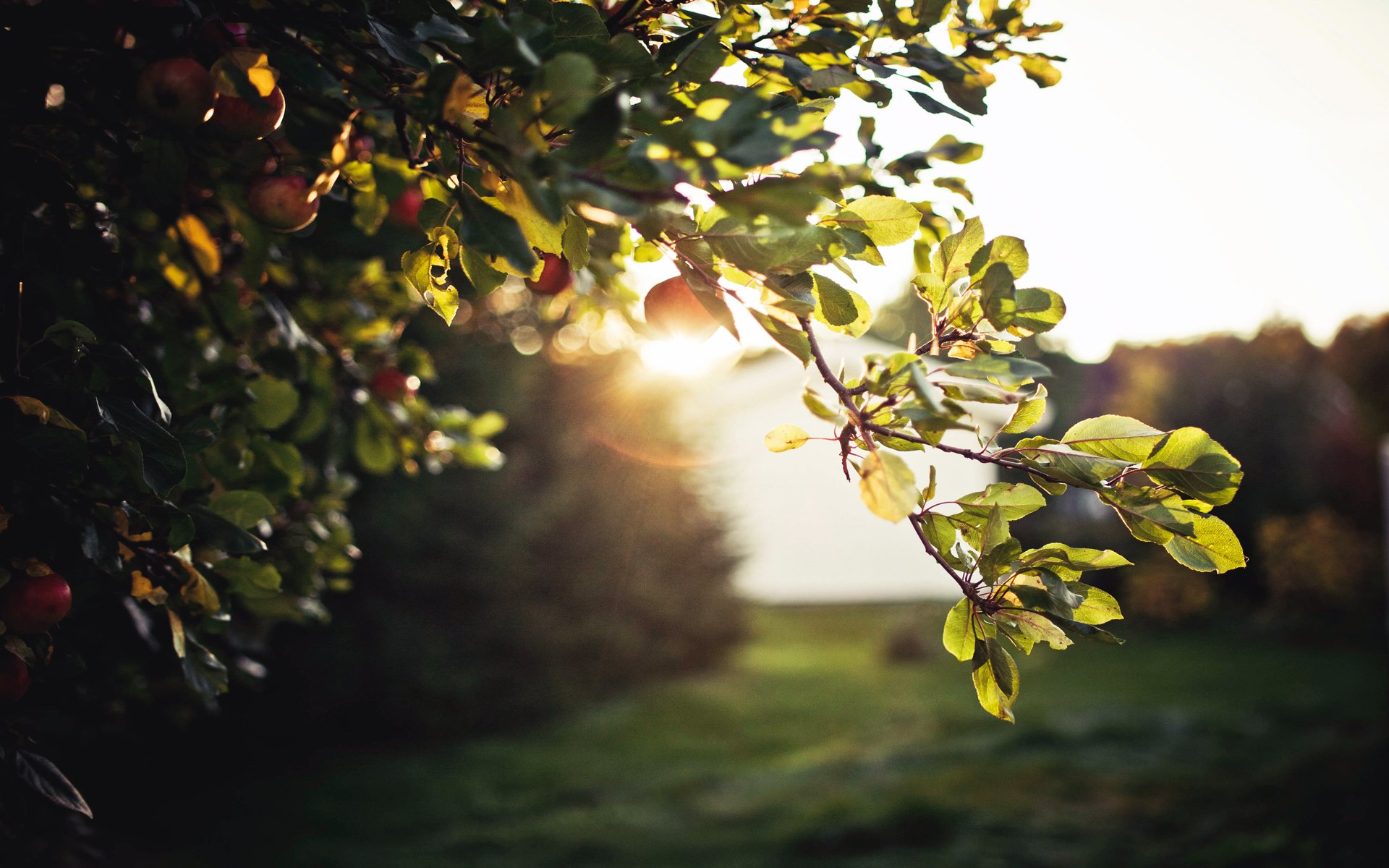 laub baum äpfel abend sonne blendung himmel natur