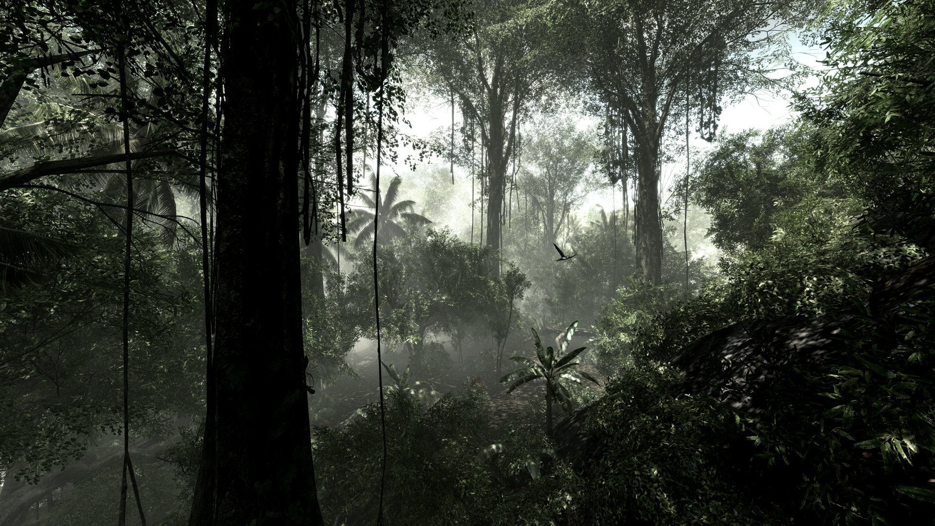 selva bush jungle forêt tropicale arbres lianes plantes humidité nature