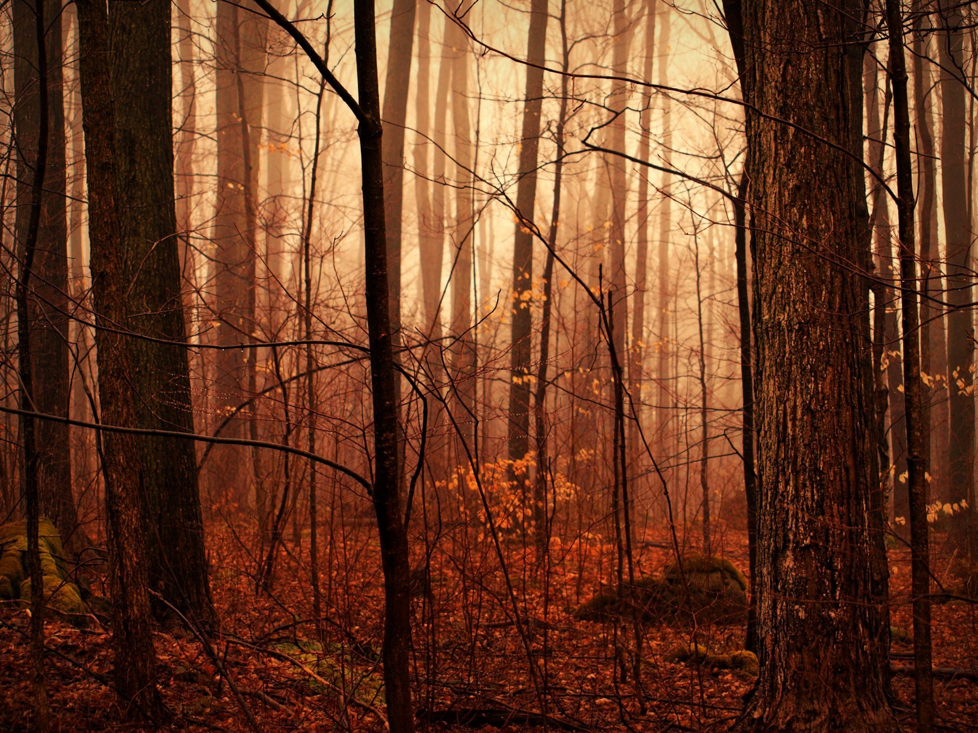 foresta autunnale dopo la pioggia umidità gocce foschia natura