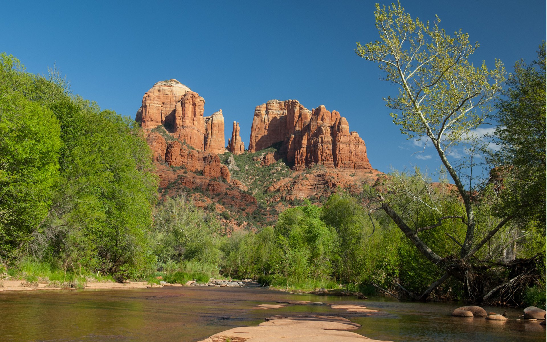 felsen bäume grün wasser sand steine wurzeln