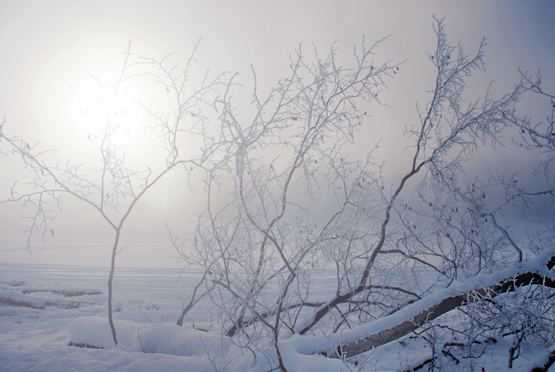 invierno nieve árbol ramas sol neblina escarcha