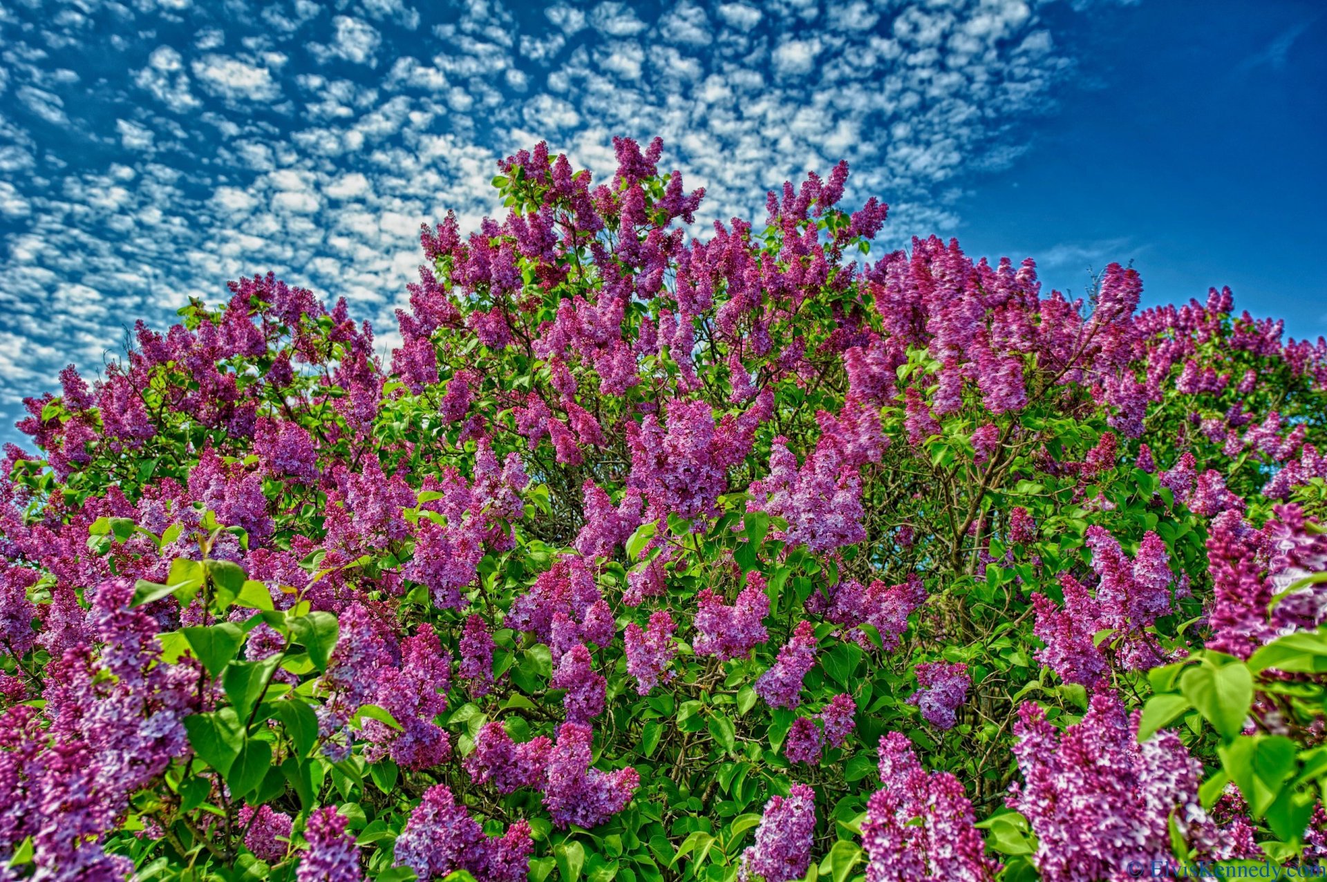 lila floración arbusto