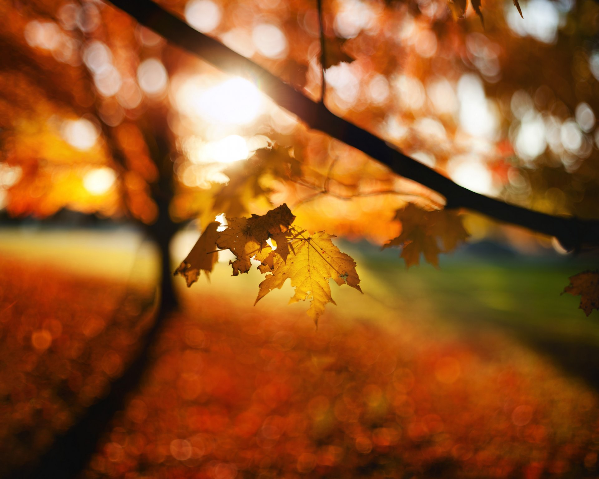 feuilles automne bokeh flou