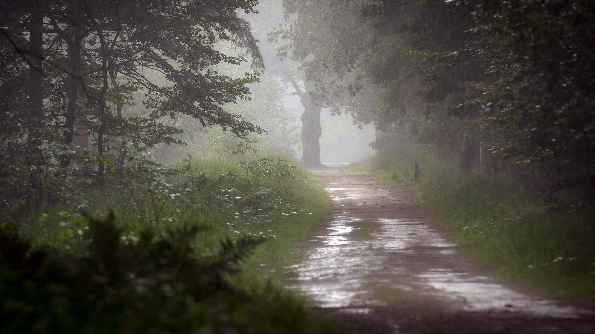 road rain tree nature